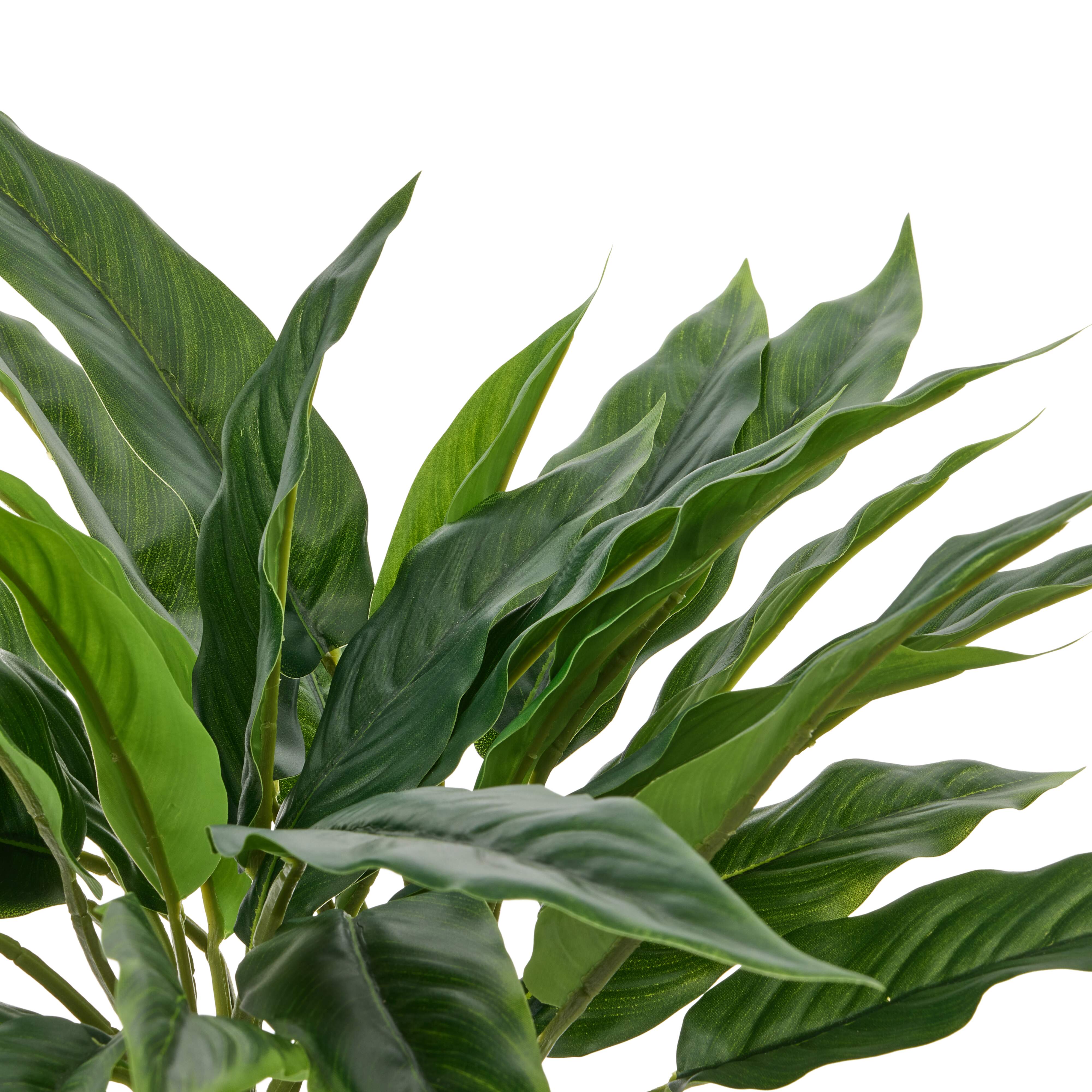 Rogue Sacred Lily Pot 40cm