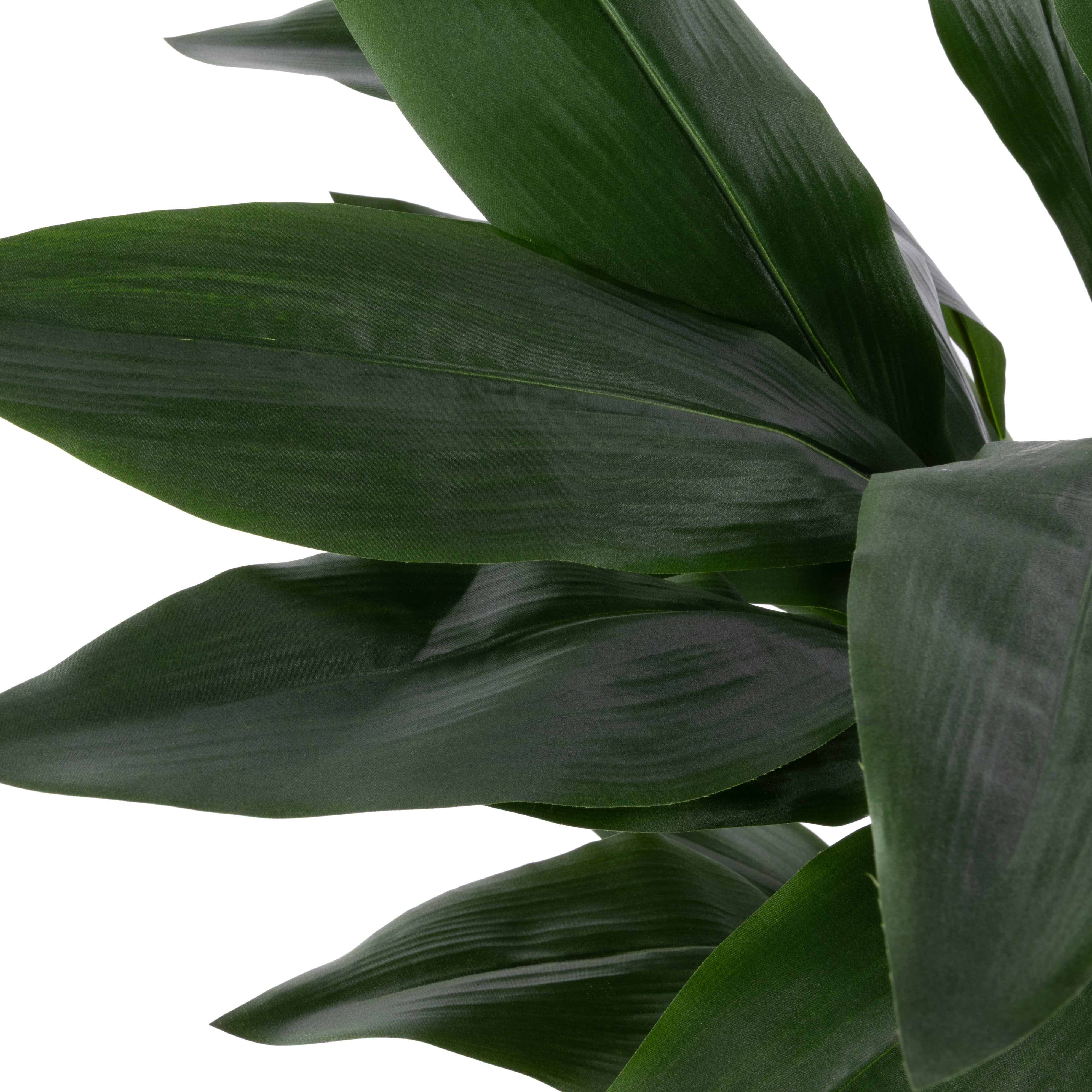 Rogue Cast Iron Plant UV Potted Large