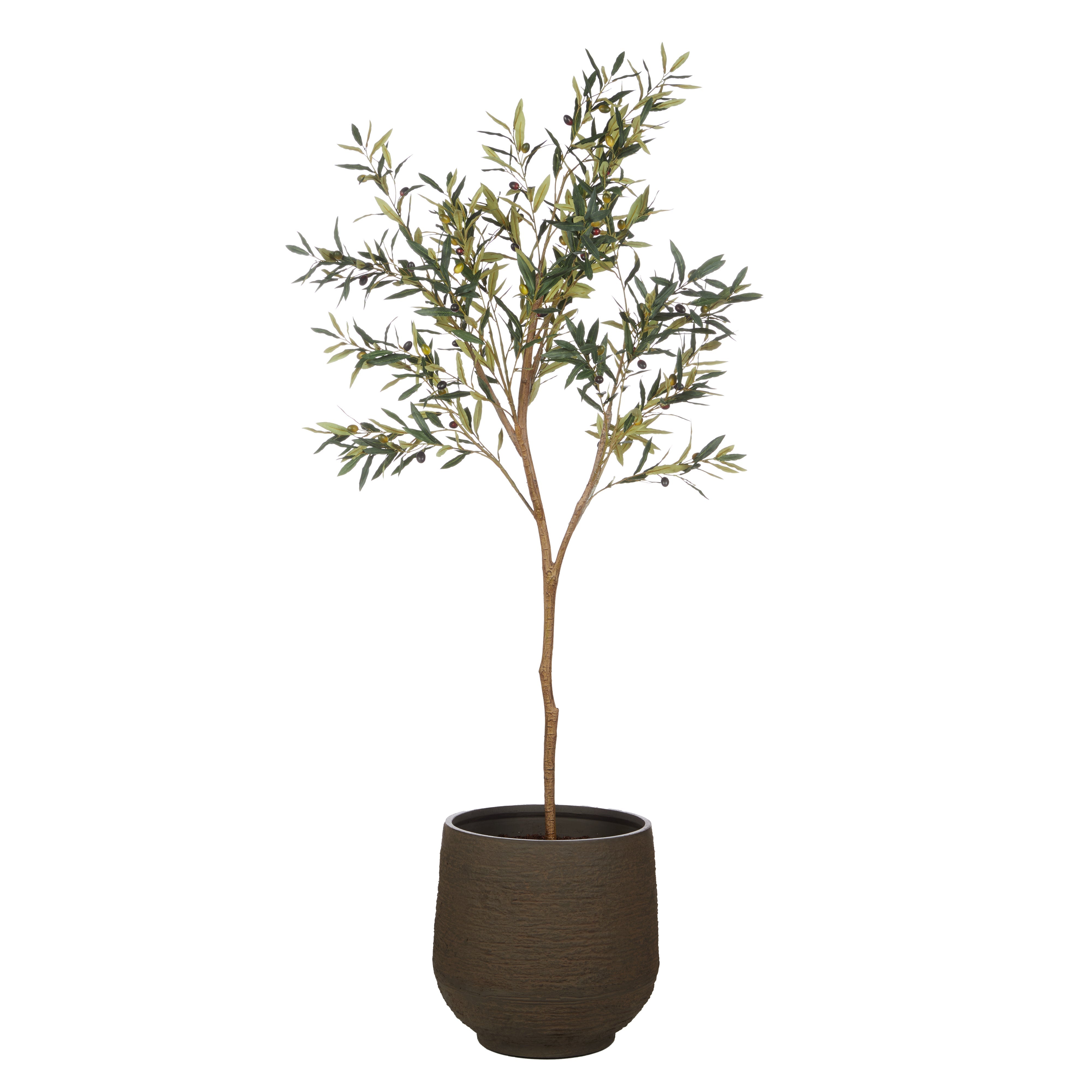 Rogue Olive Tree - Trillium Planter 197cm