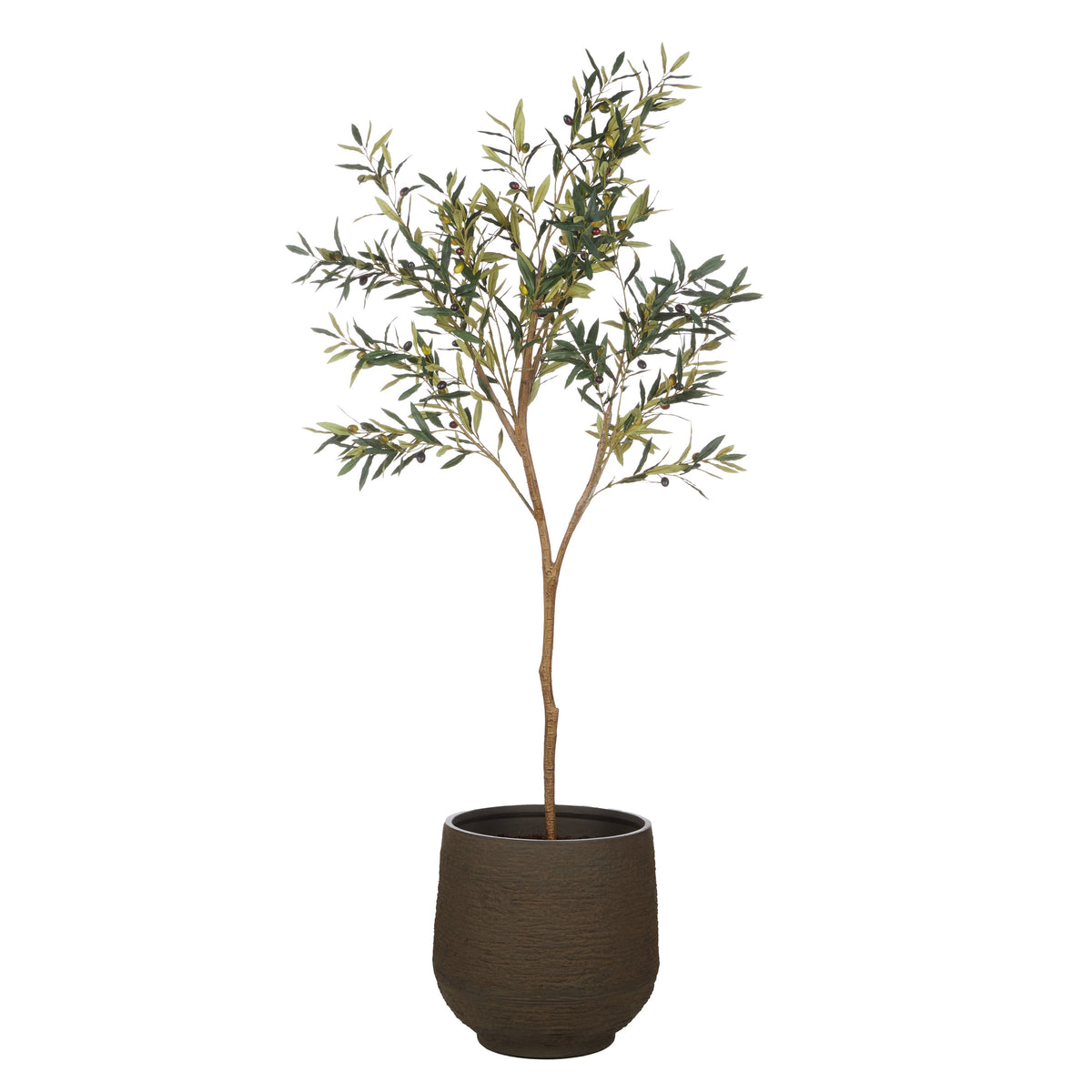 Rogue Olive Tree - Trillium Planter 197cm