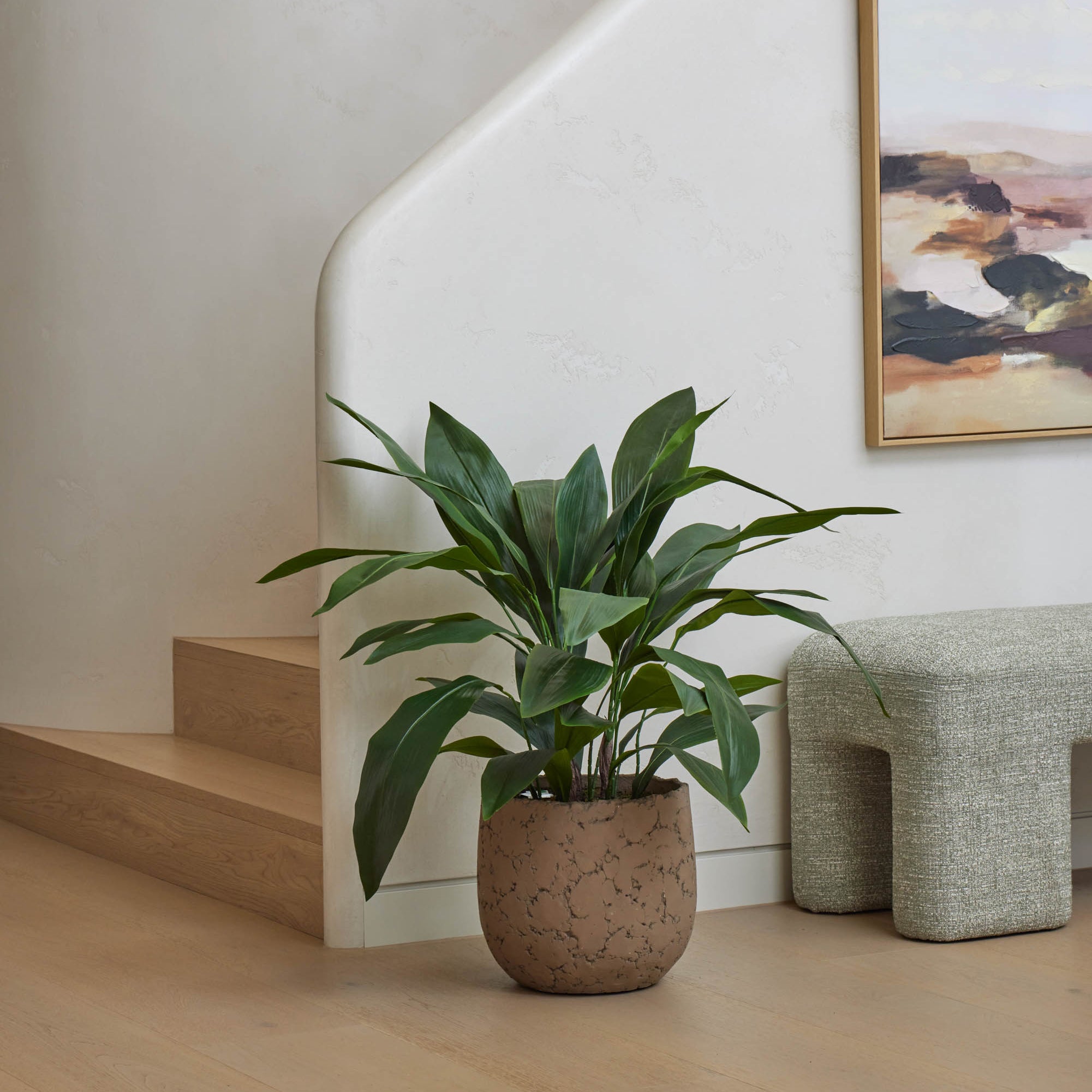 Rogue Cast Iron Plant - Oliver UV 98cm