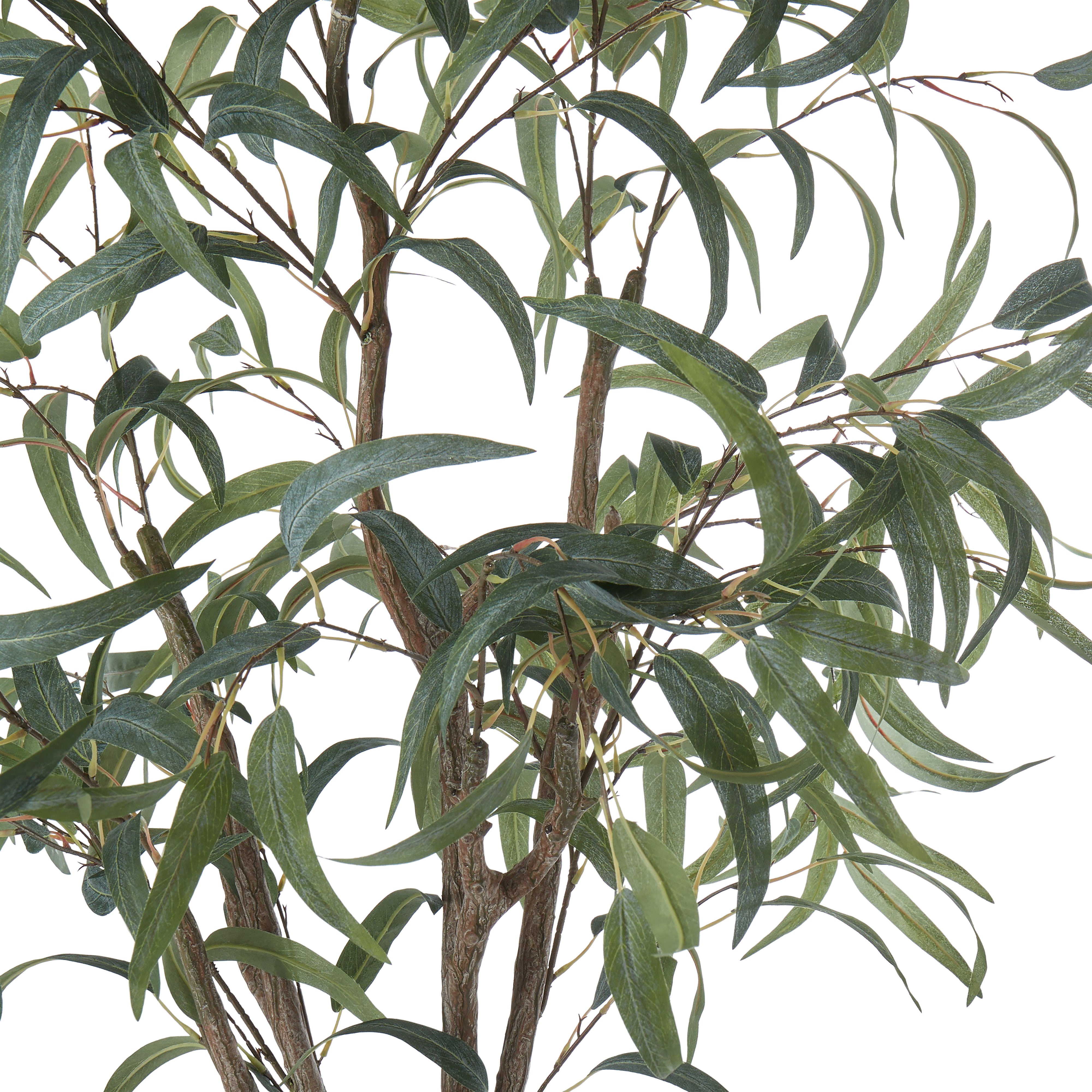 Rogue Eucalyptus Tree 184cm