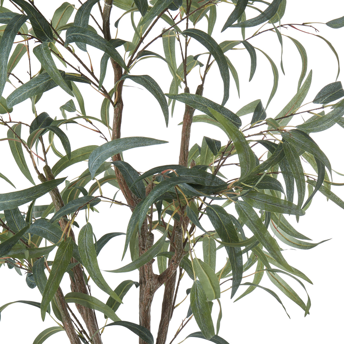 Rogue Eucalyptus Tree 184cm