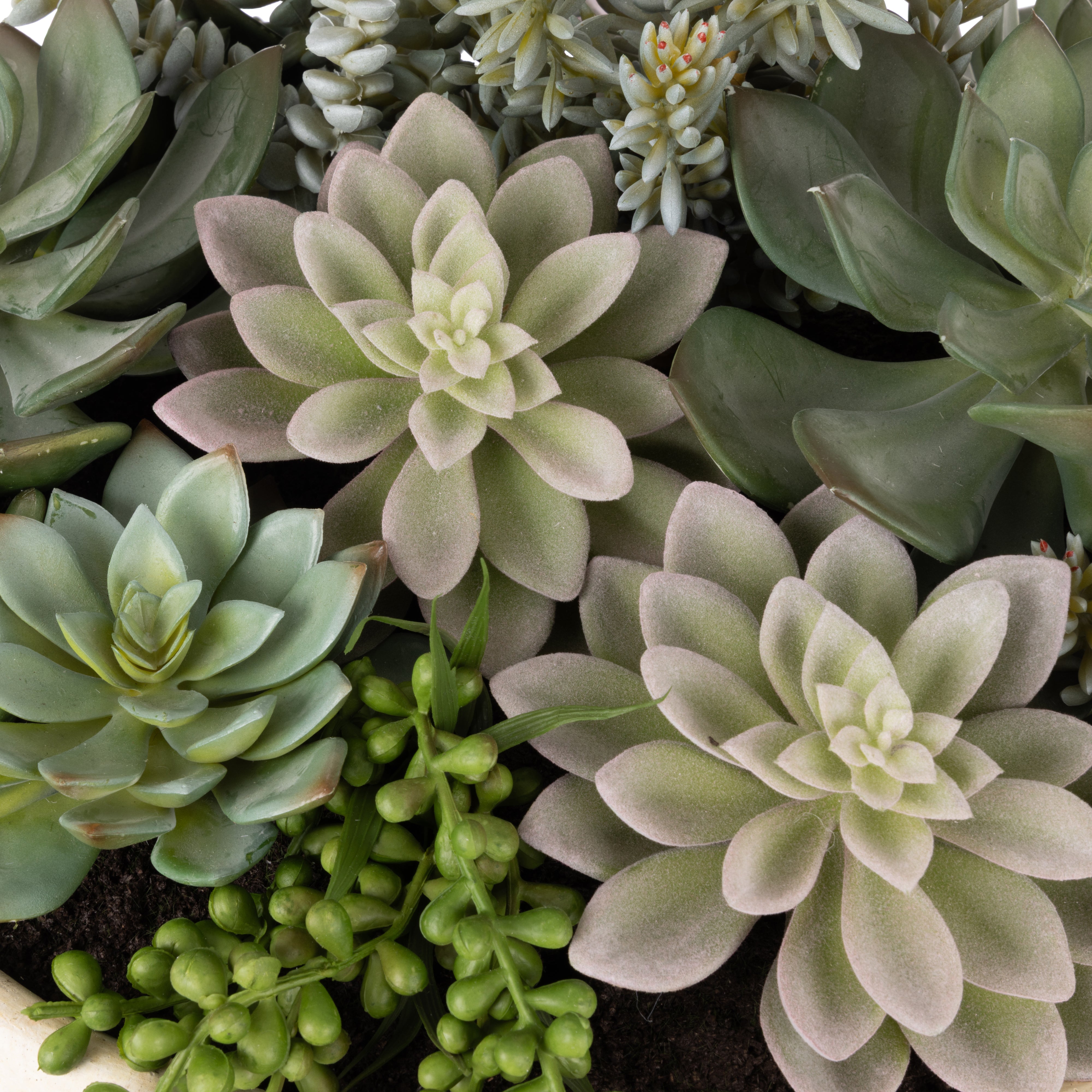 Rogue Succulent Garden - Textured Cement Pot