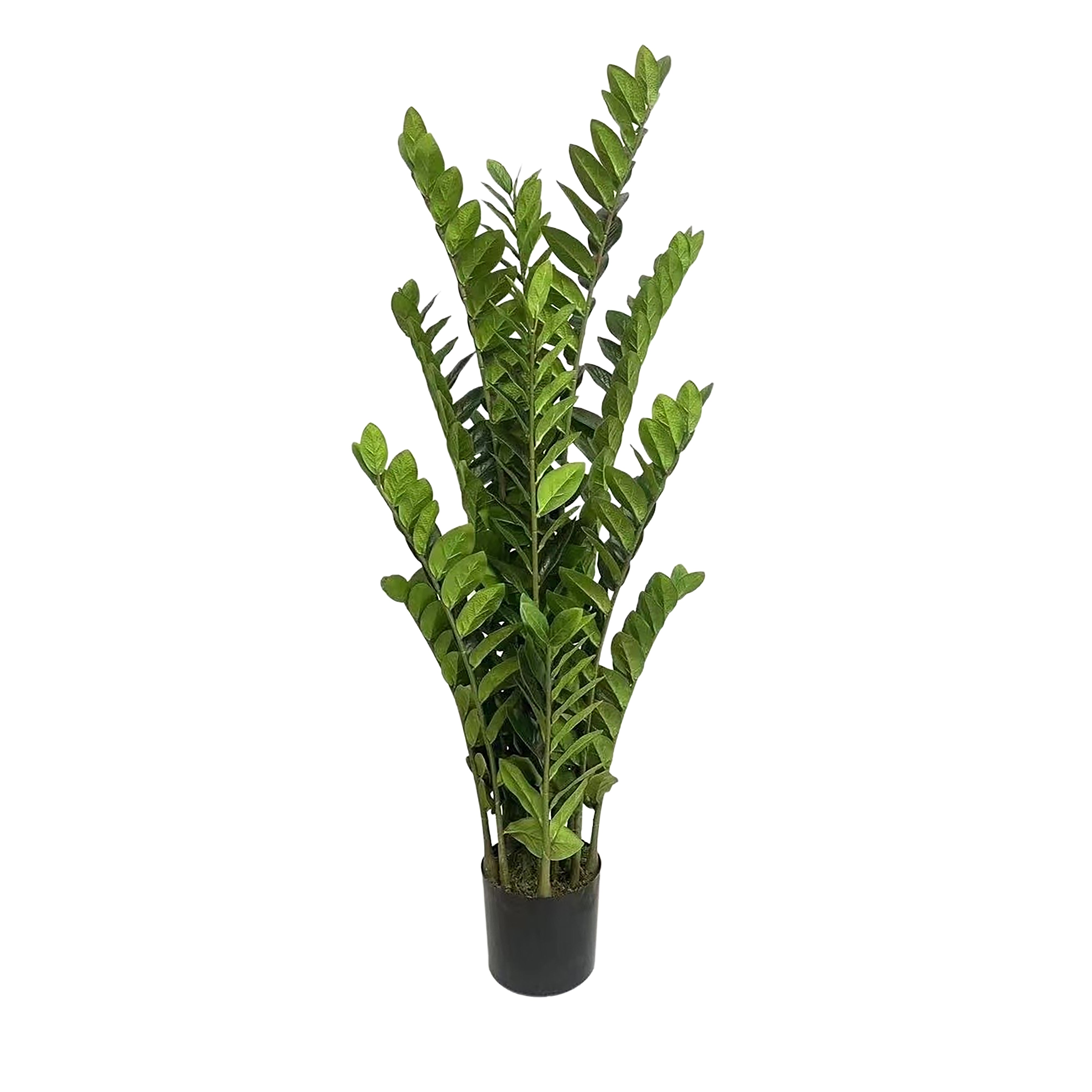 Rogue Zanzibar Gem - Garden Pot 120cm