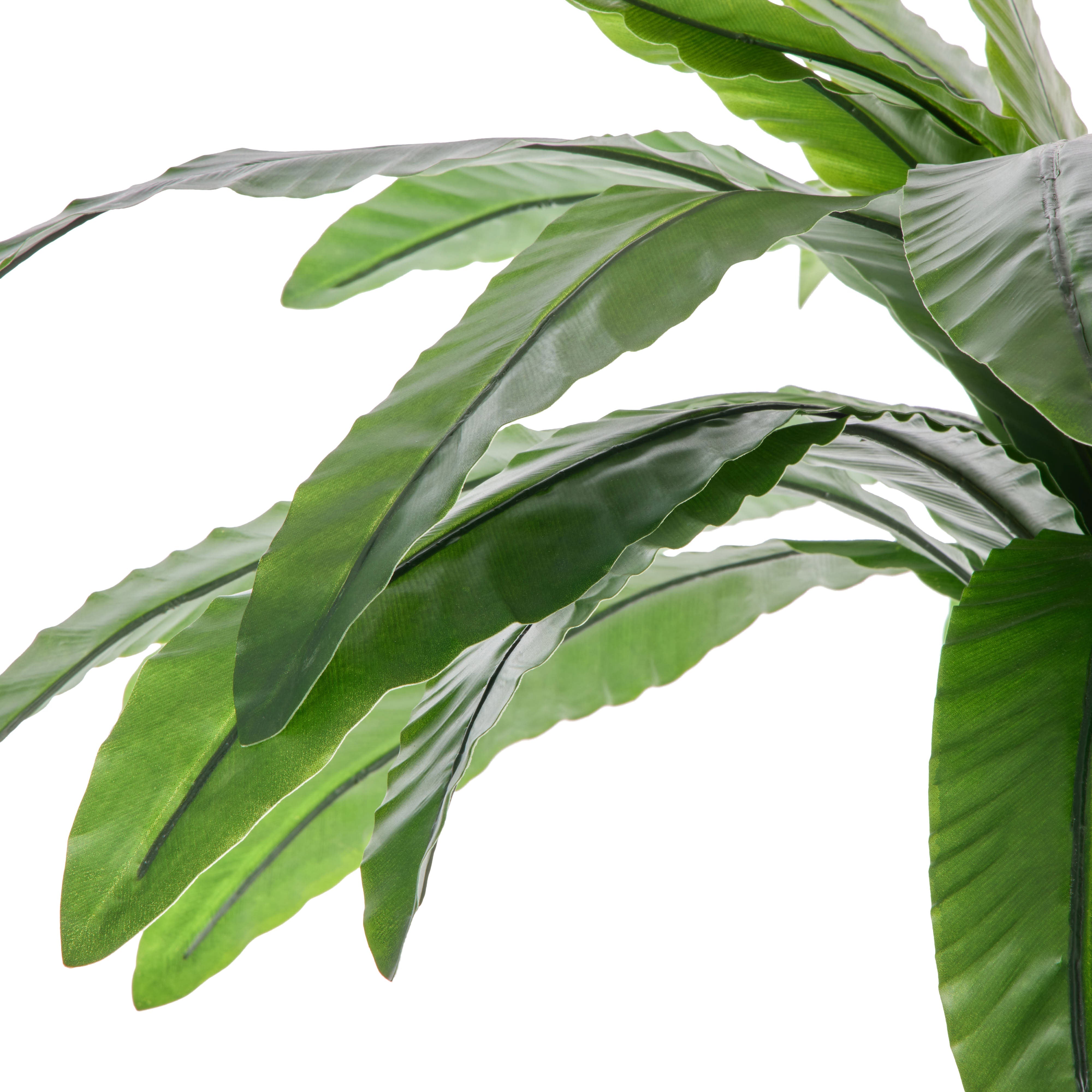 Rogue Bird's Nest Fern - Lyon UV 90cm