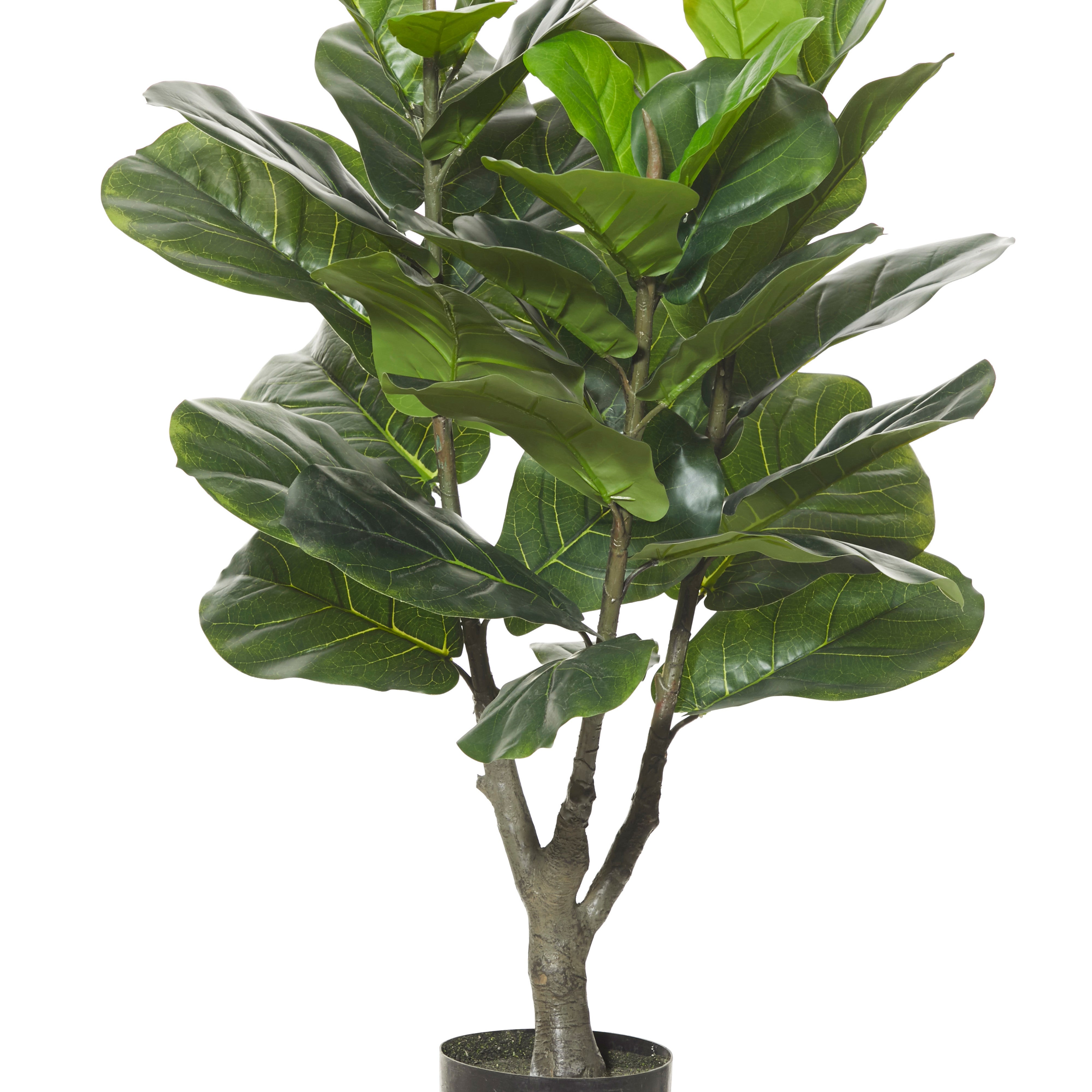 Rogue Giant Fiddle Tree 90cm