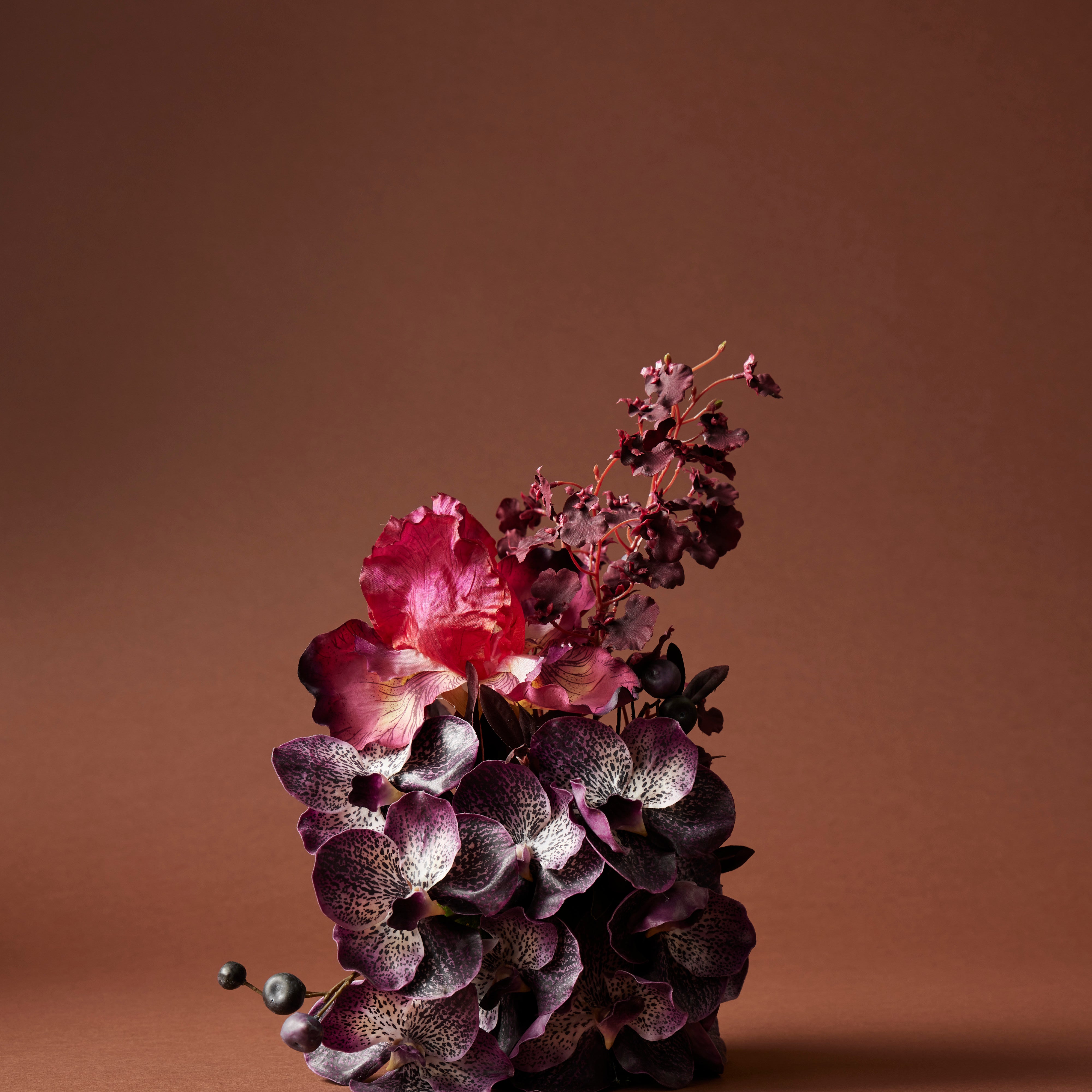 Rogue Bearded Iris Burgundy
