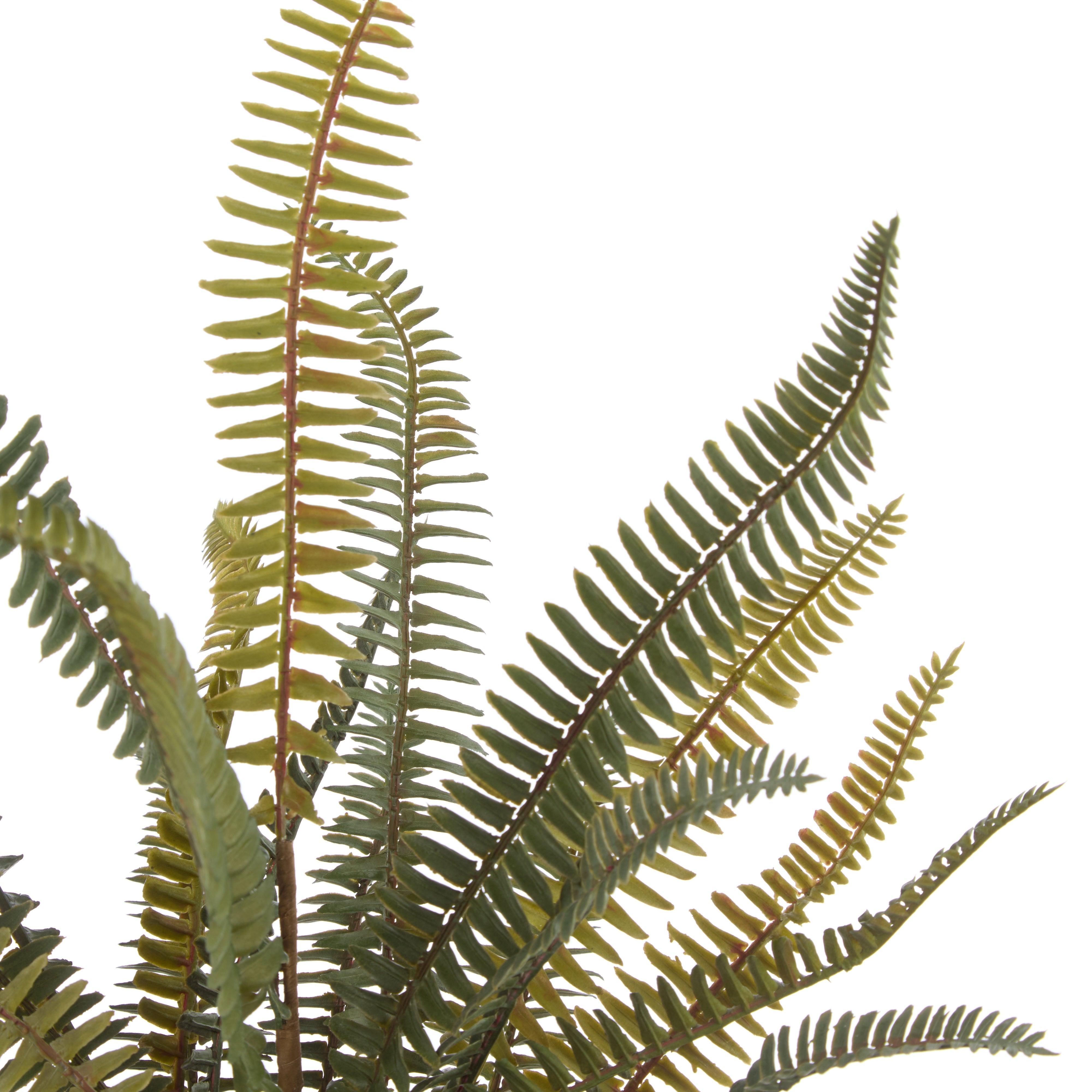 Rogue Boston Fern Pot 46cm