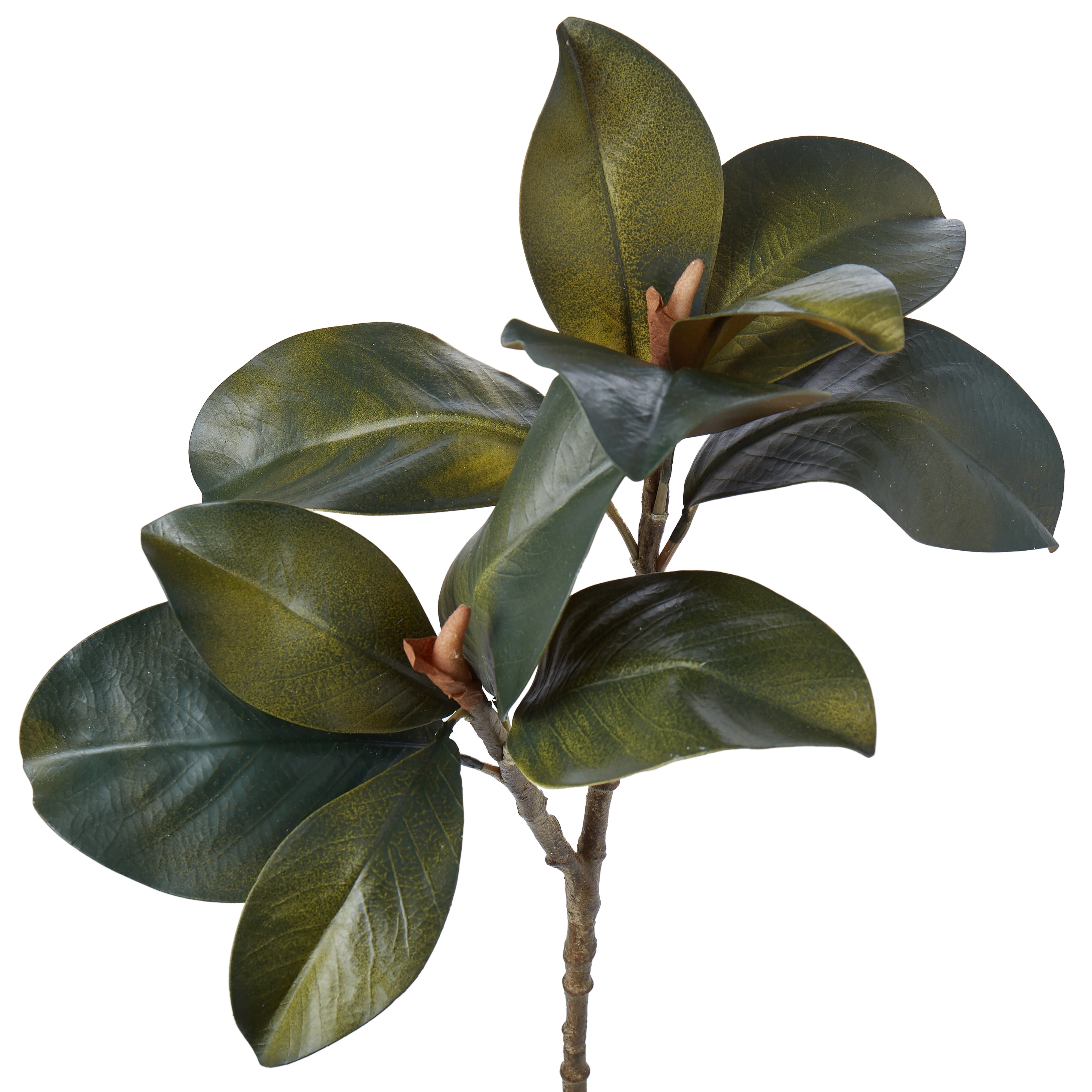 Rogue Magnolia Foliage 64cm