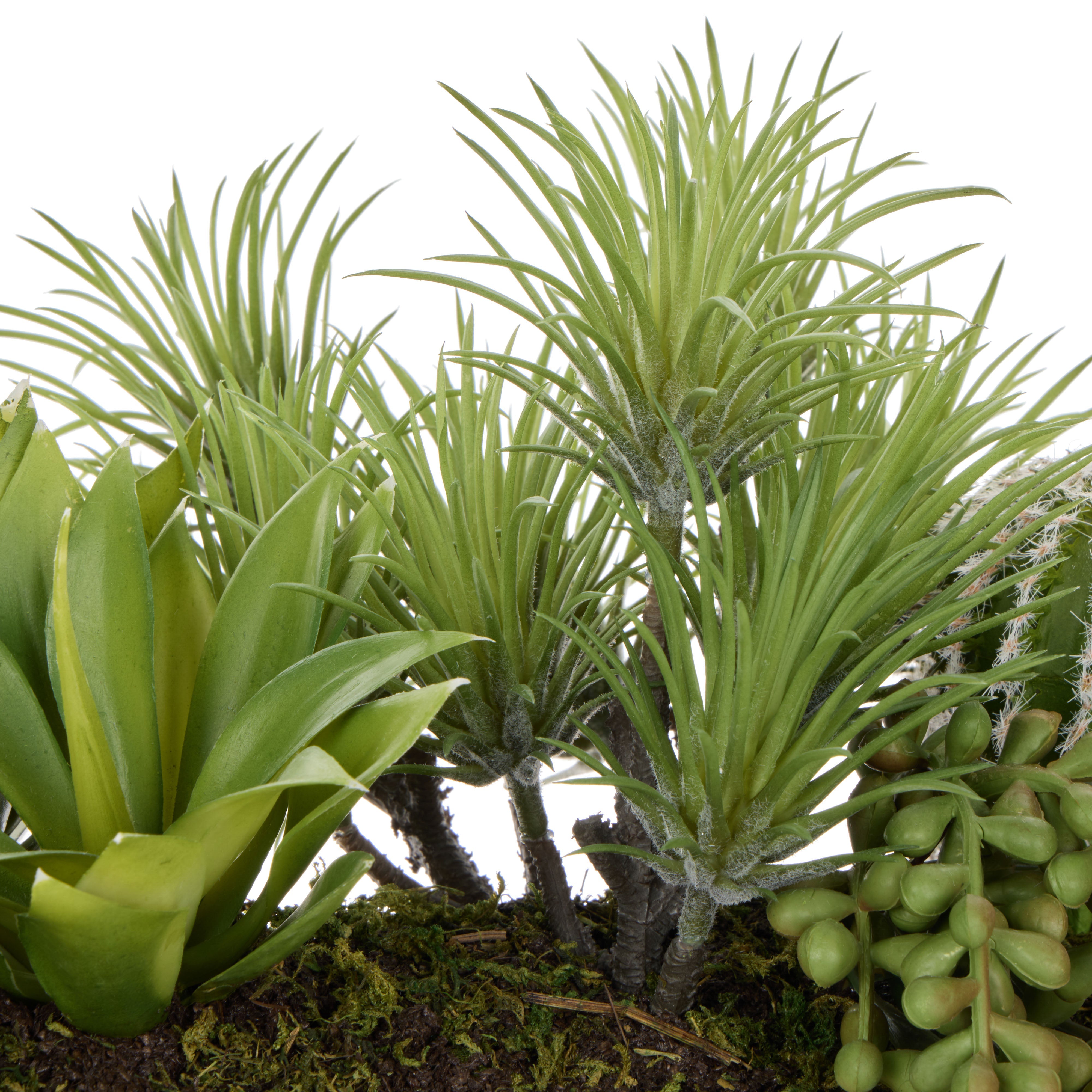 Rogue Cactus Air Plant Mix - Timber Planter Green & Natural