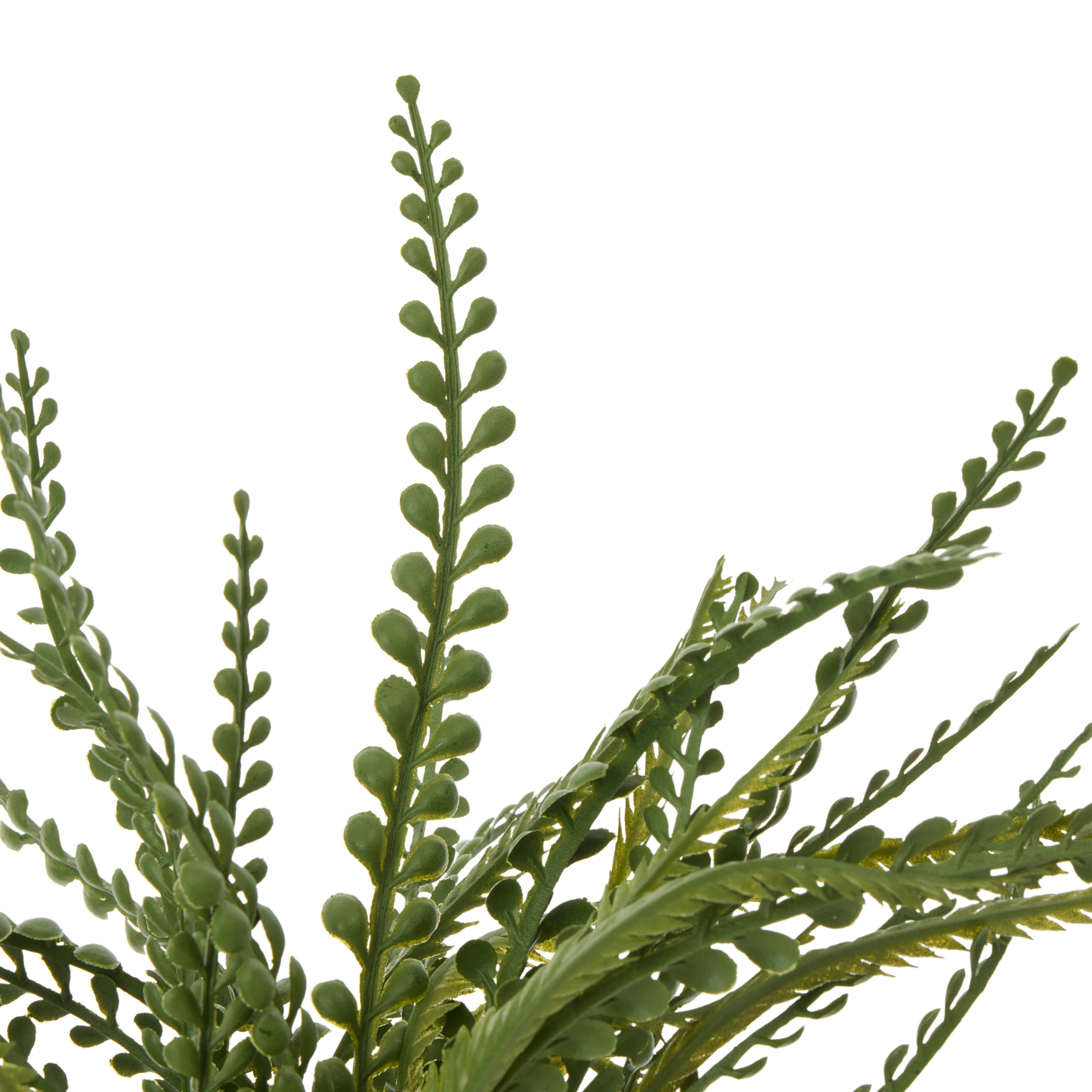Rogue Button Fern - Garden Pot