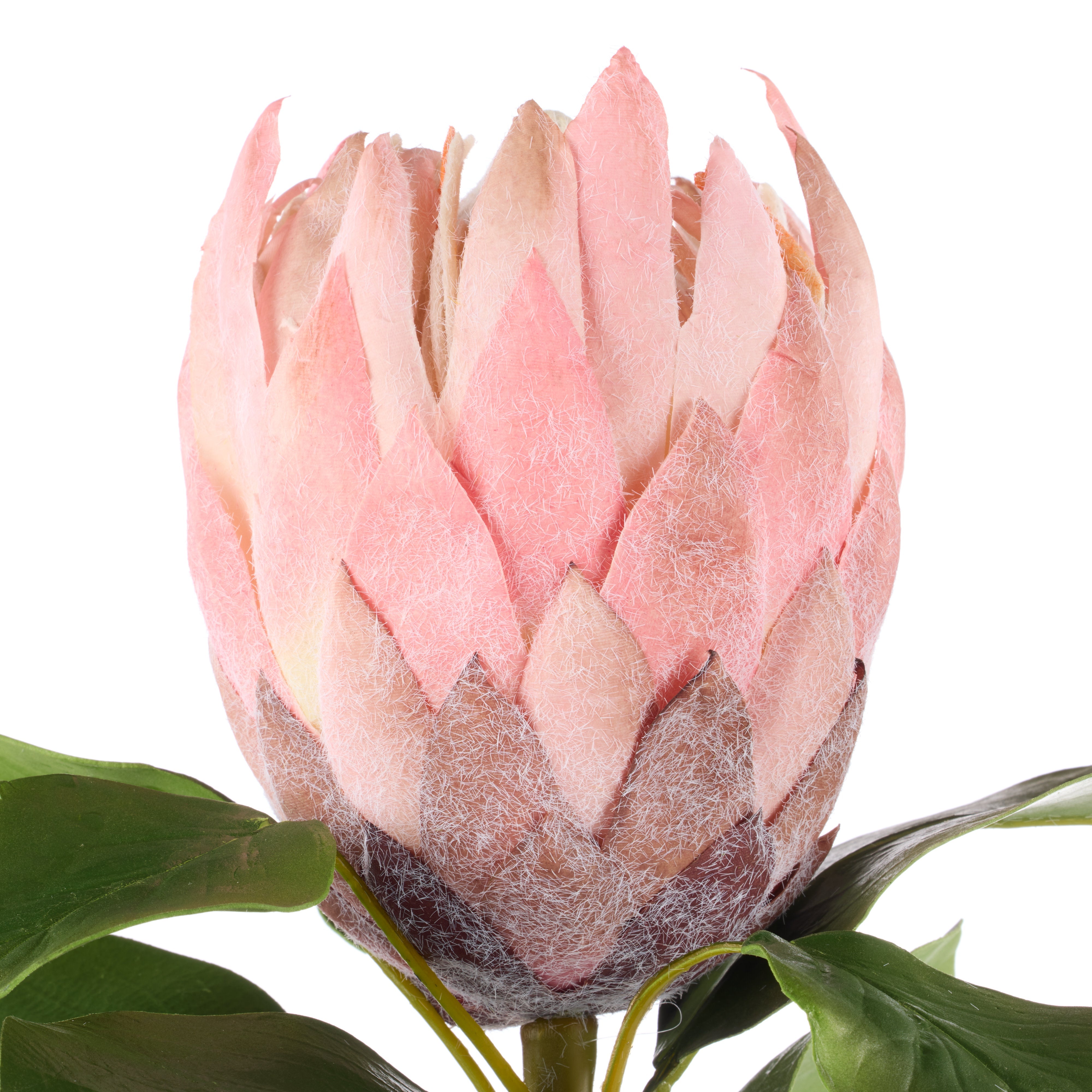 Rogue Grand Protea Stem Pink
