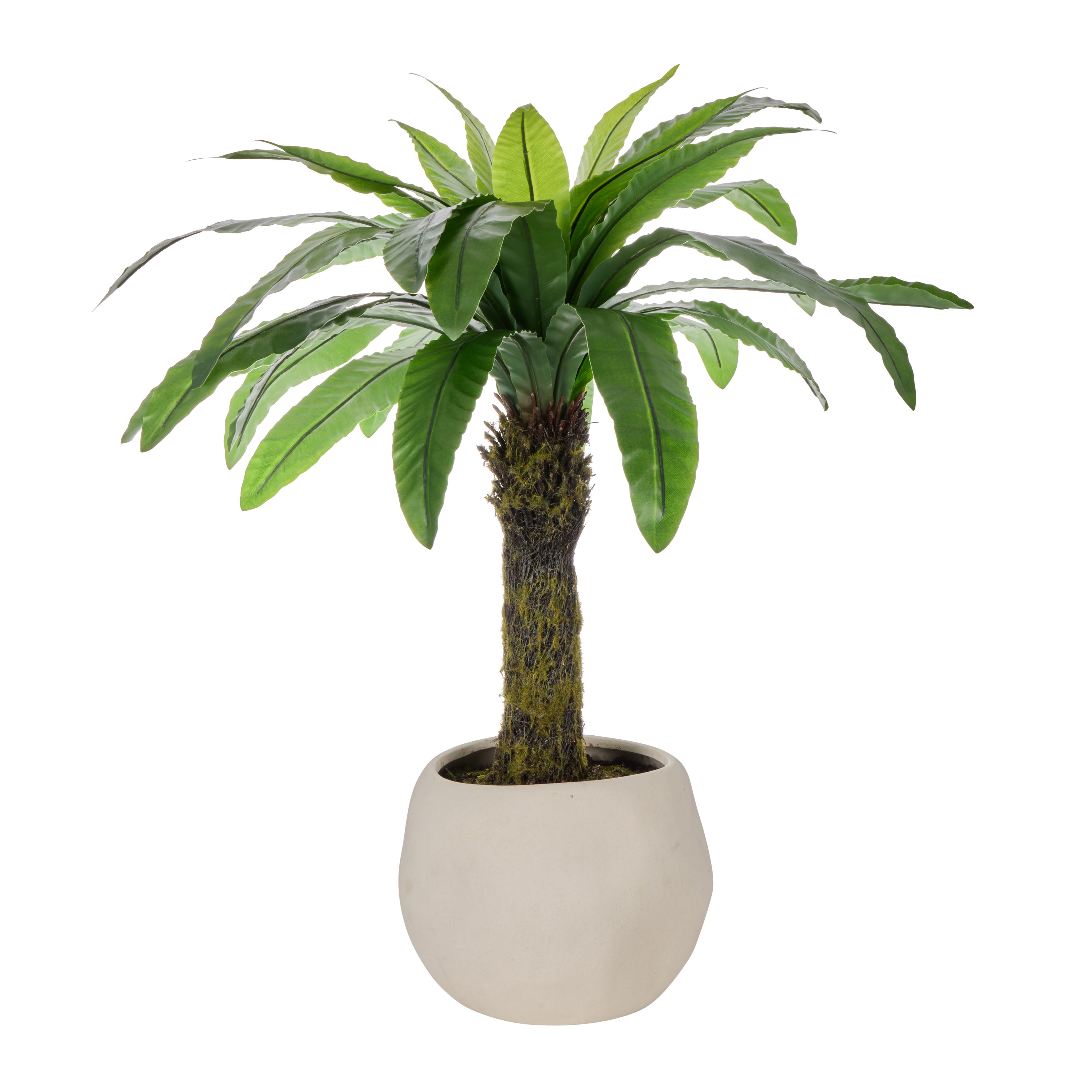 Rogue Bird's Nest Fern - Lyon UV 90cm