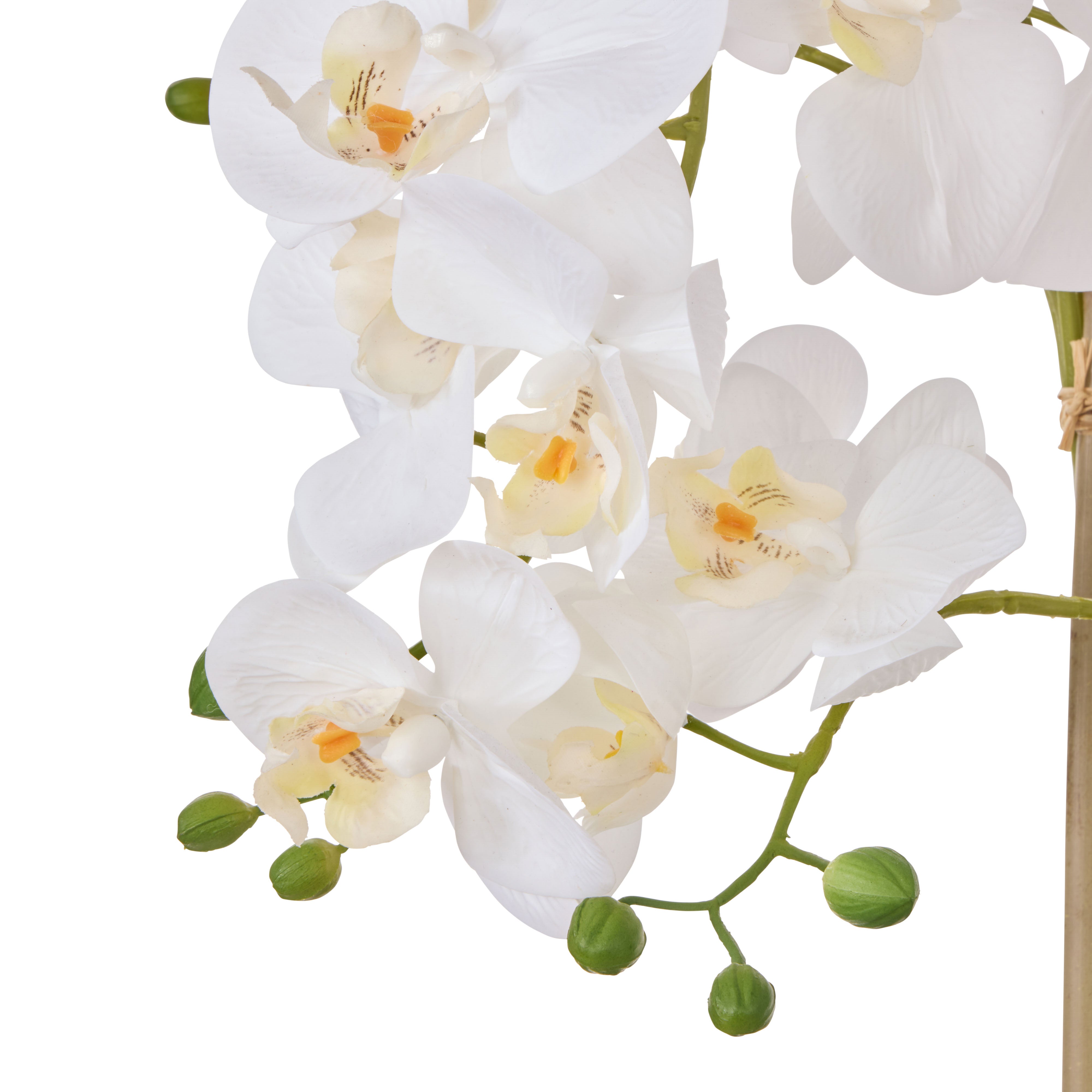 Rogue Phalaenopsis Orchid Pot White 71cm