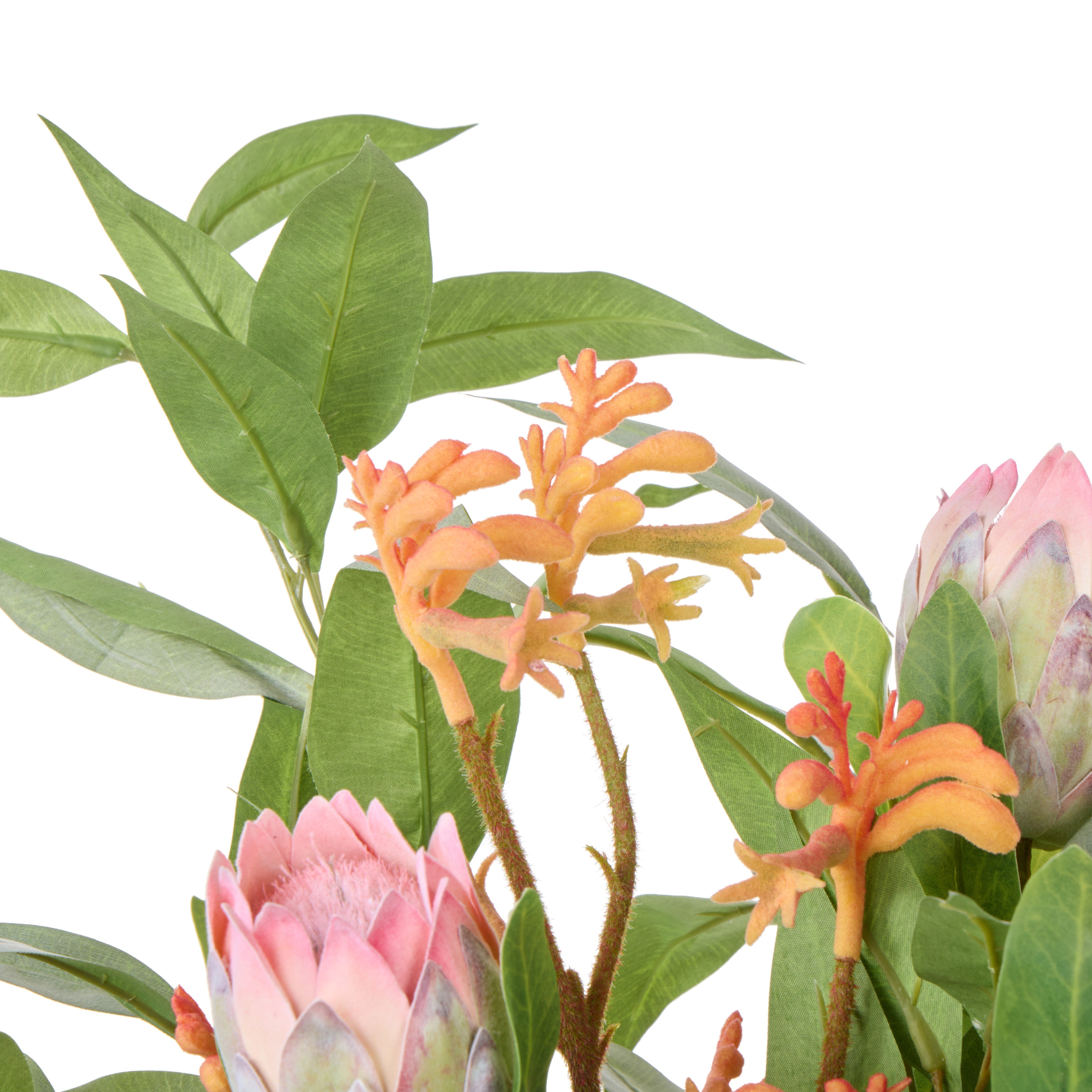 Rogue Pitaya Kangaroo Paw - Pail Vase