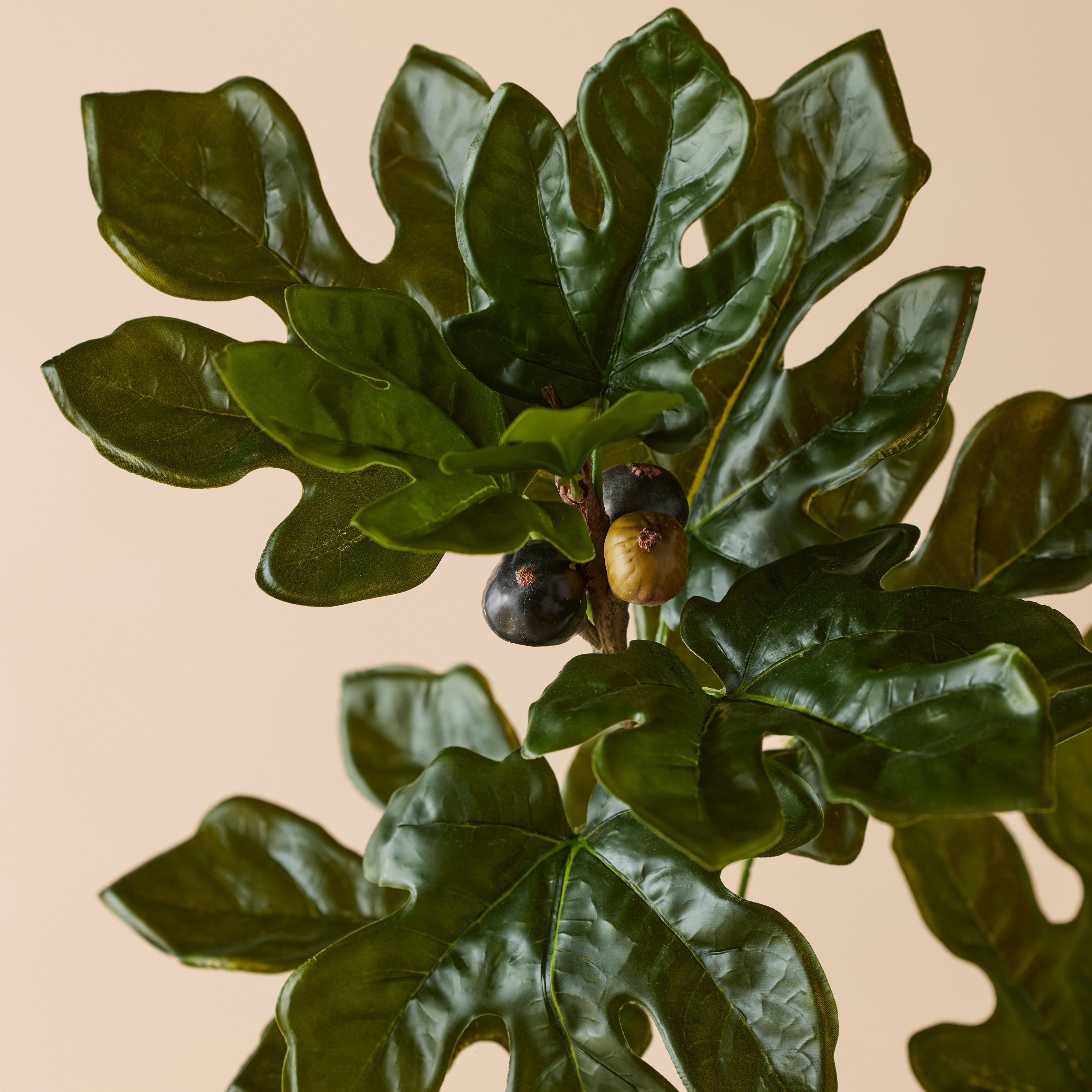 Rogue Fig Spray