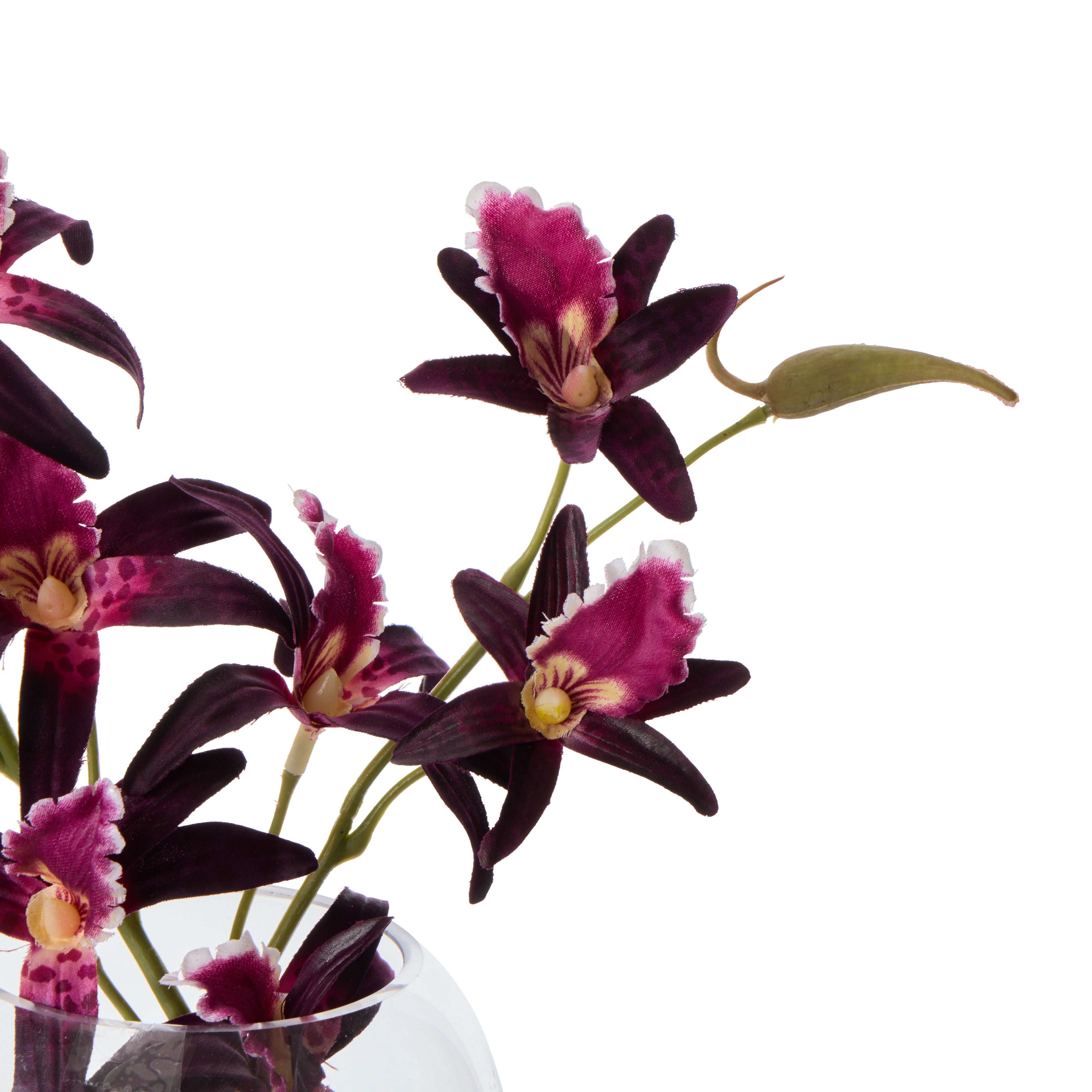 Rogue Dendrobium - Sphere Burgundy