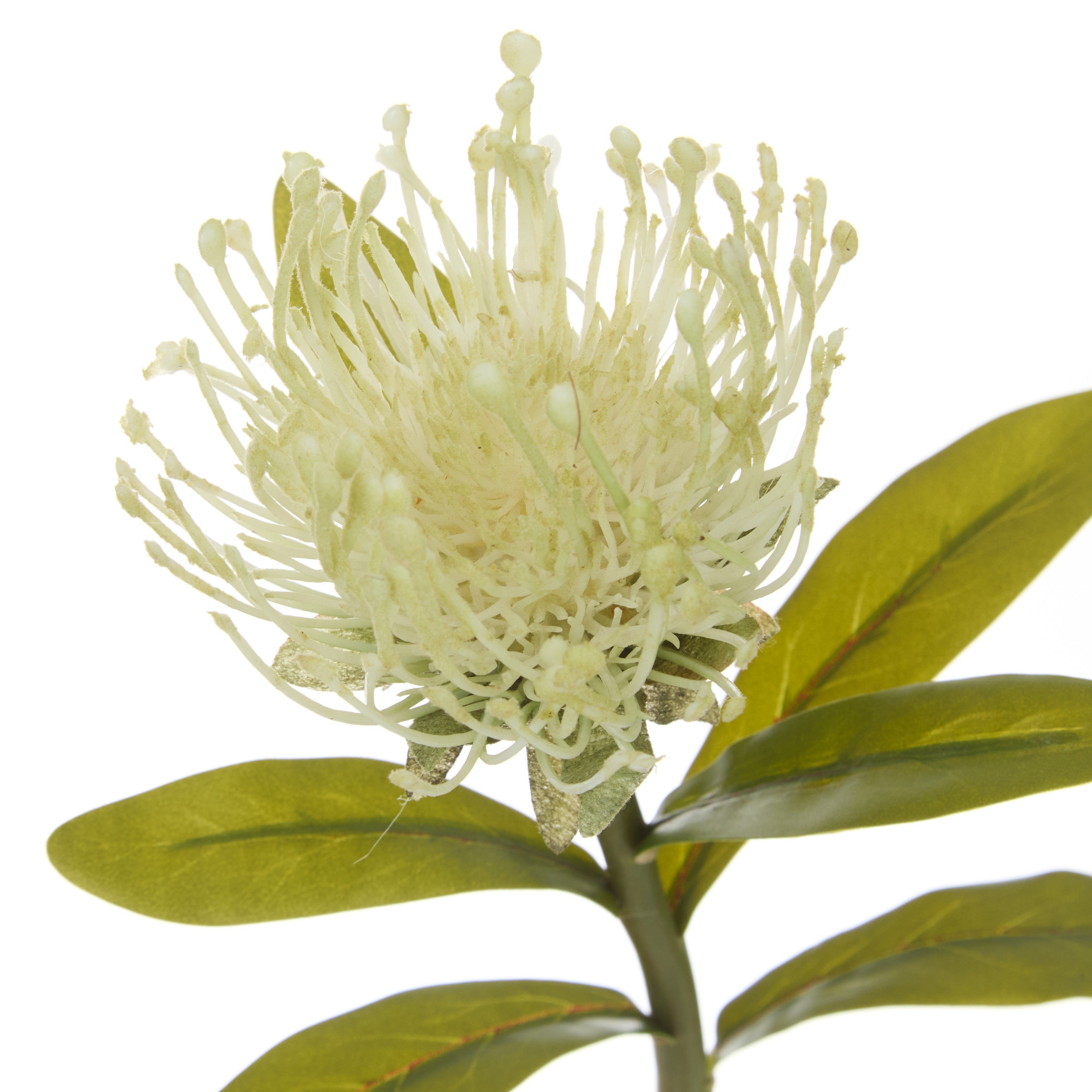 Rogue Pincushion Stem Cream 43cm