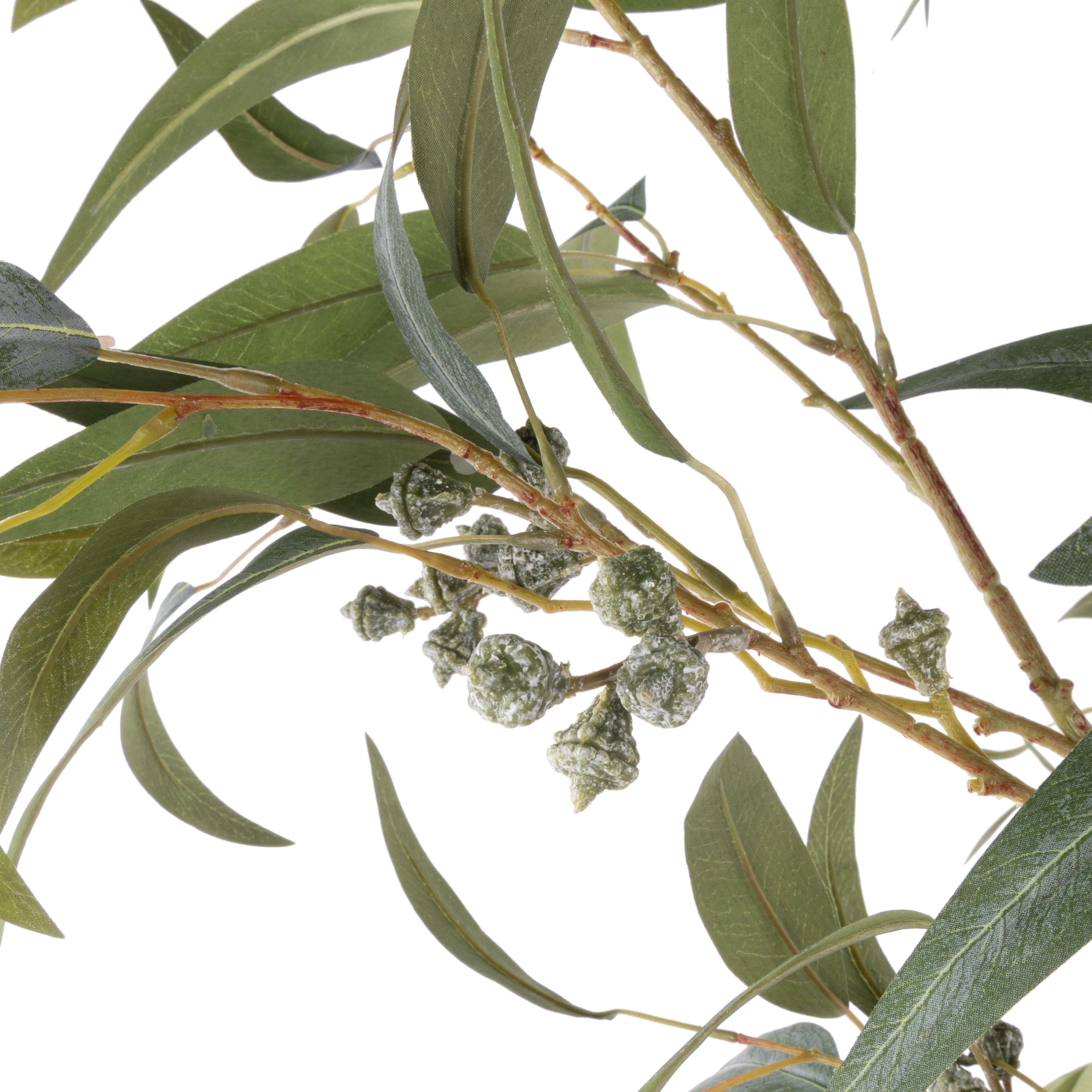 Rogue Eucalyptus Gumnut Tree - Garden Pot 200cm