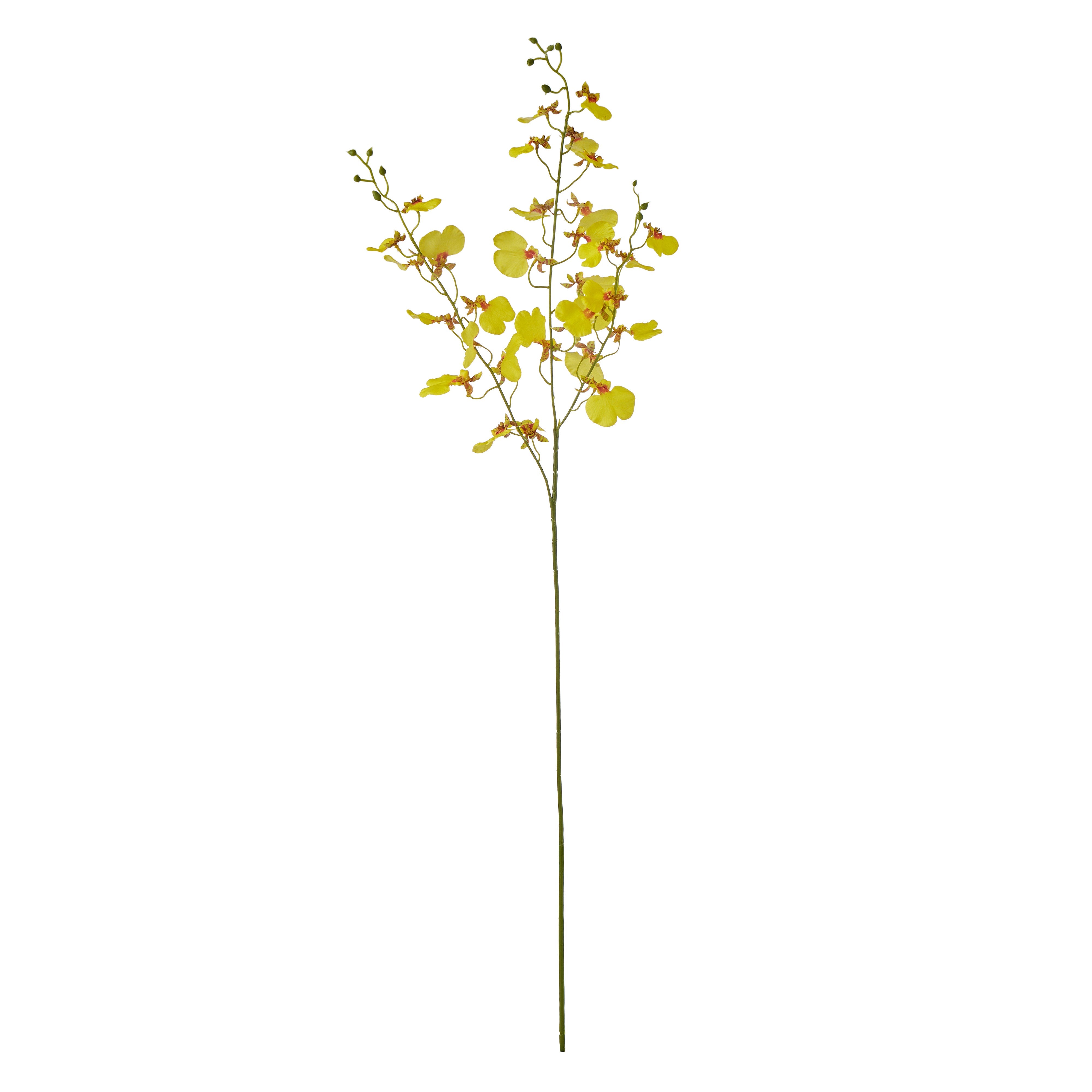 Rogue Dancing Orchid Stem Yellow