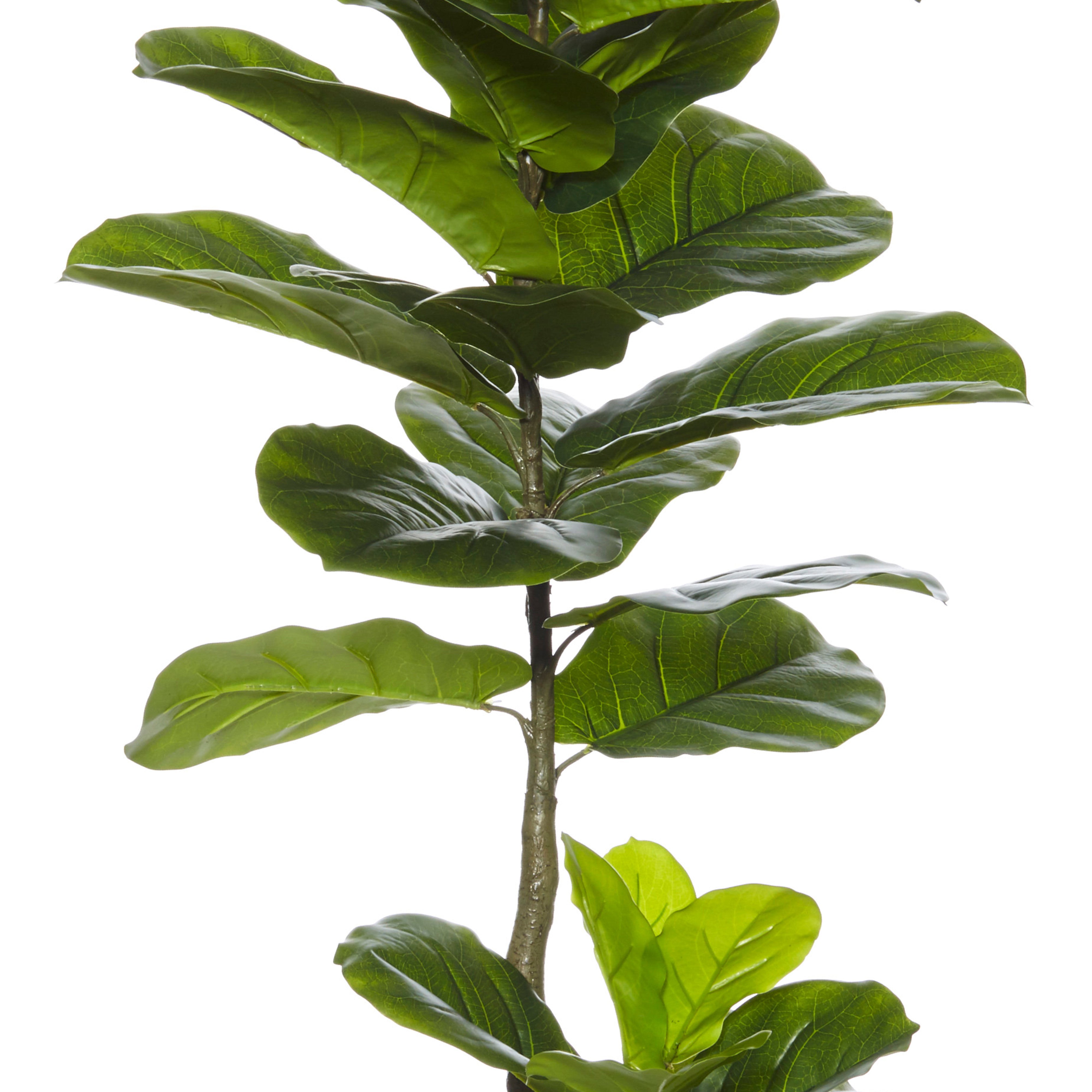 Rogue Giant Fiddle Tree 110cm