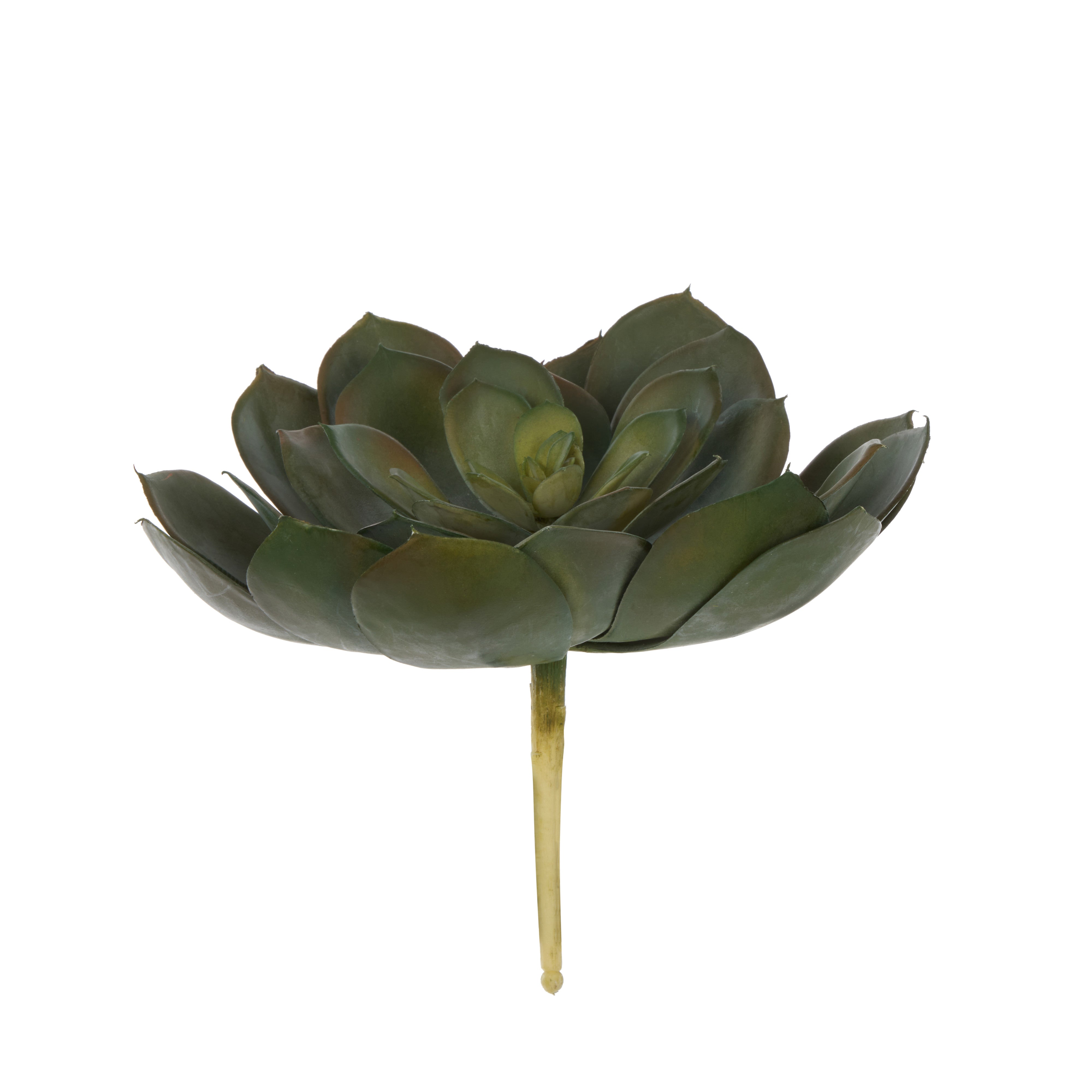 Rogue Echeveria Loose 18cm