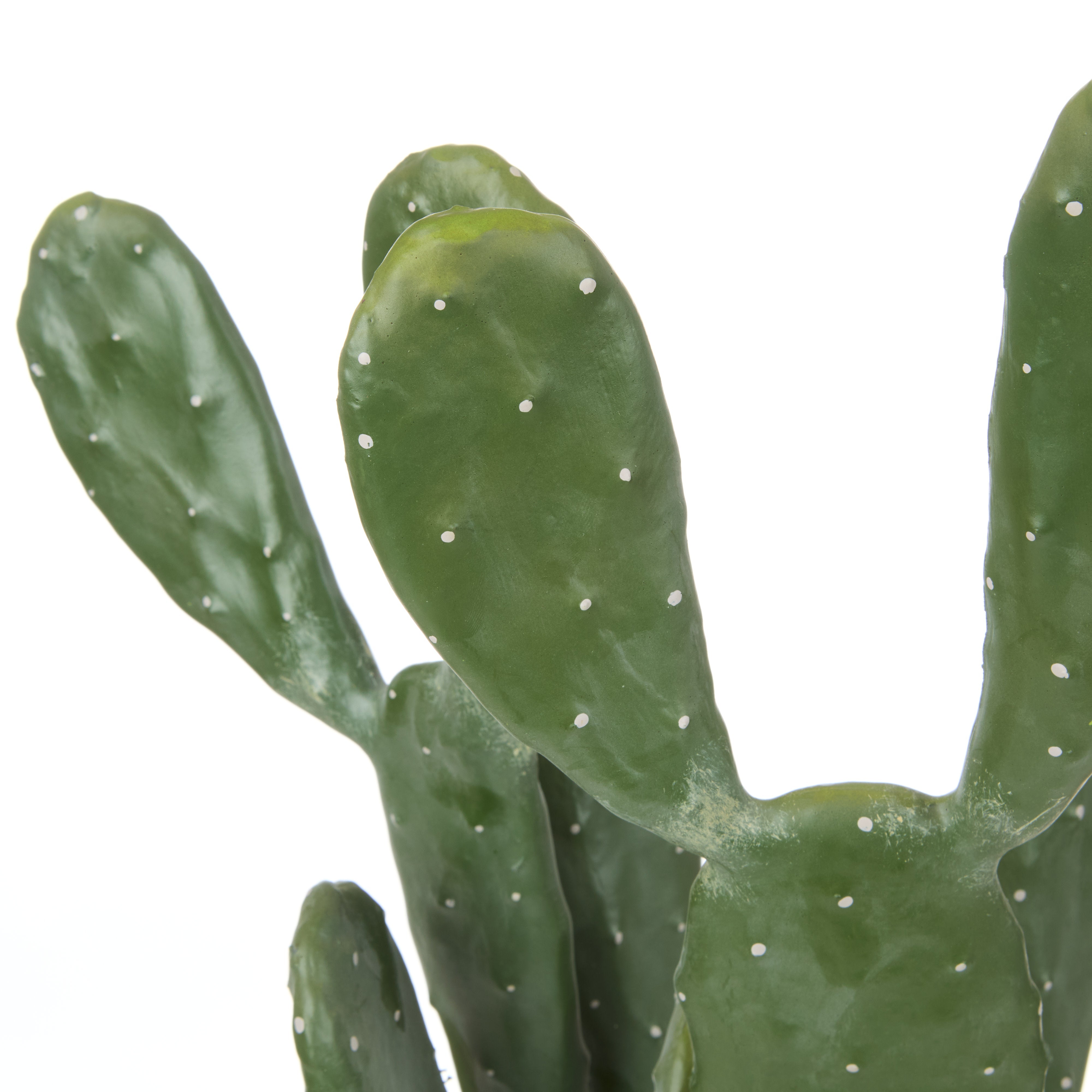 Rogue Pear Cactus - Garden Pot 64cm