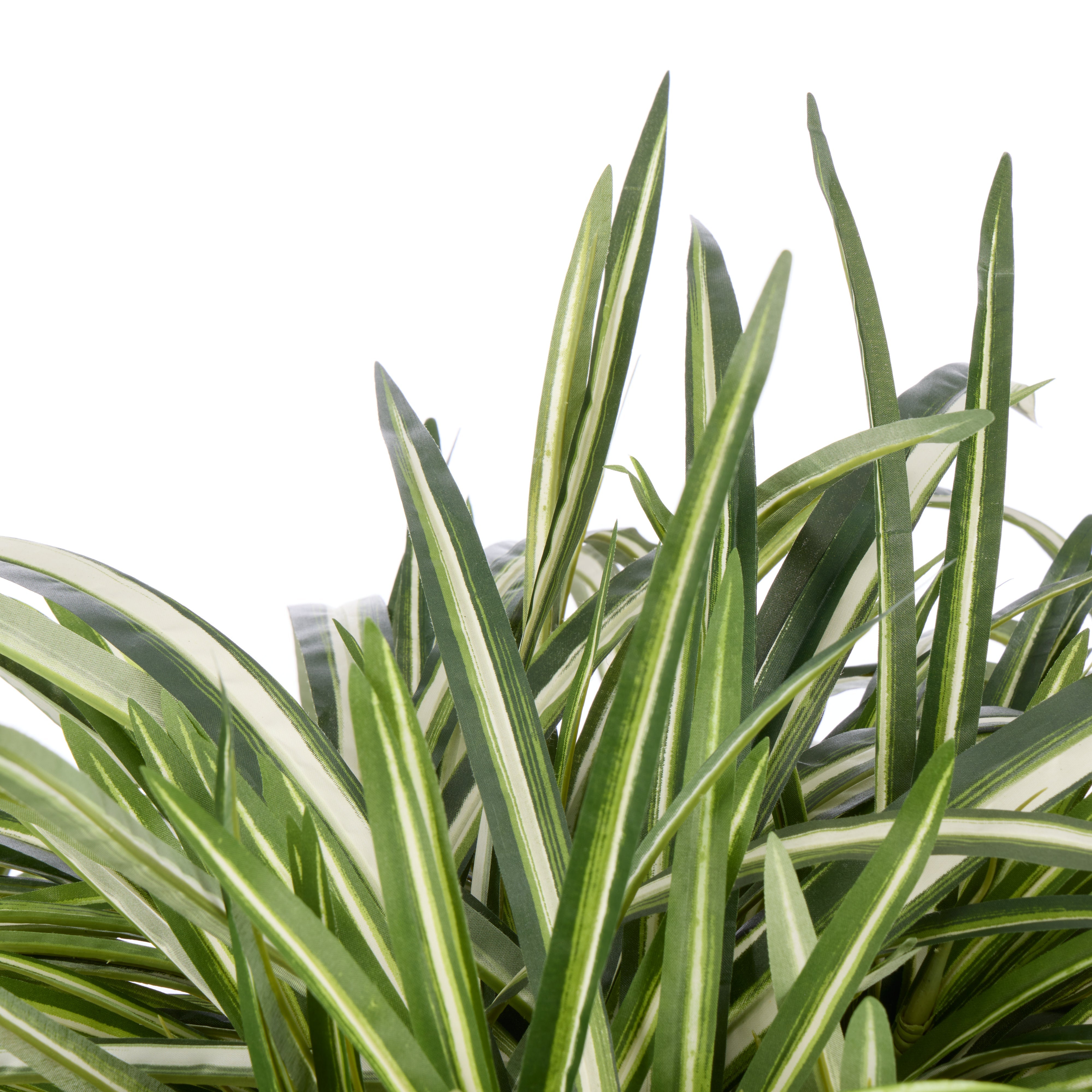 Rogue Spider Plant - Garden Pot 70 x 60cm