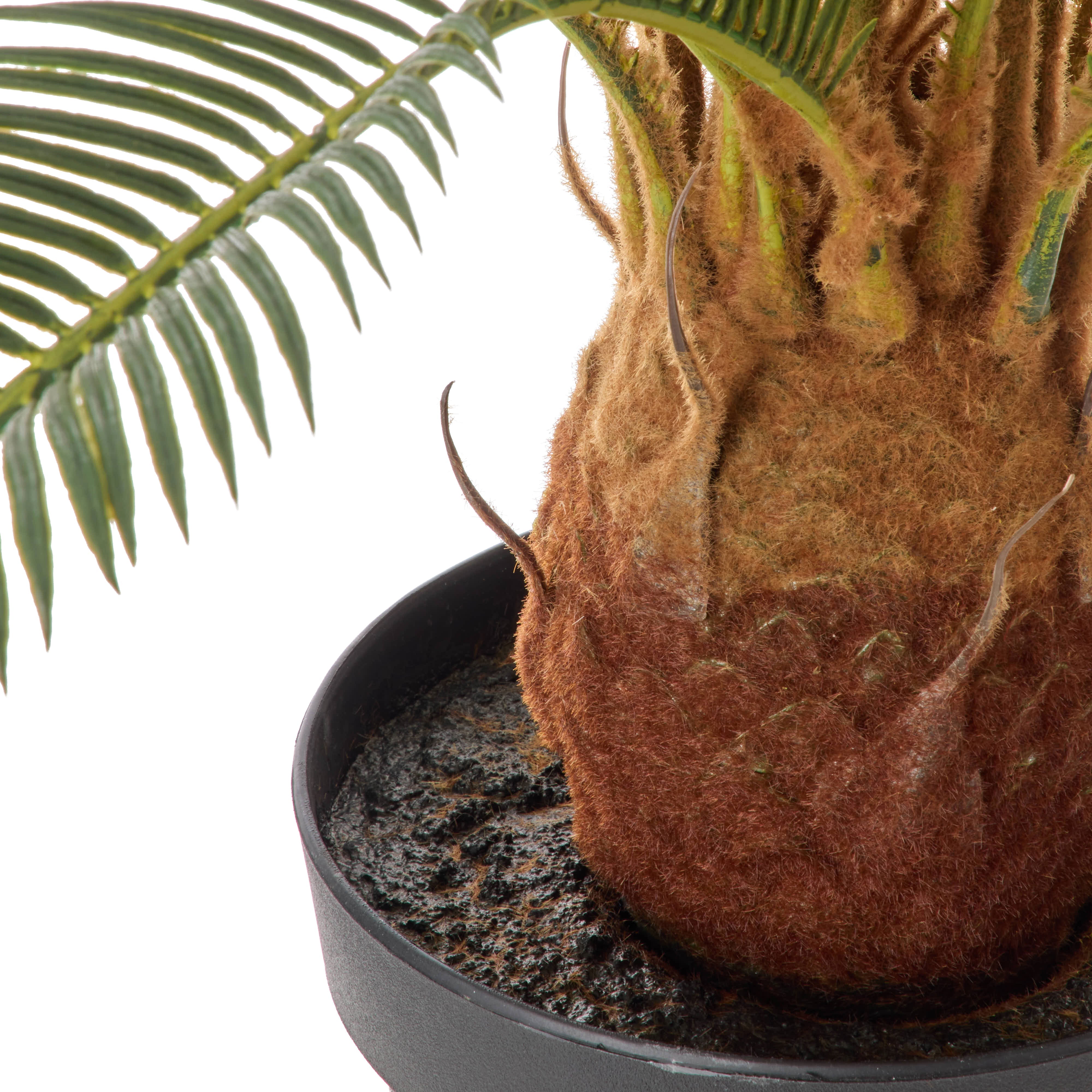 Rogue Cycas Garden Pot Plant