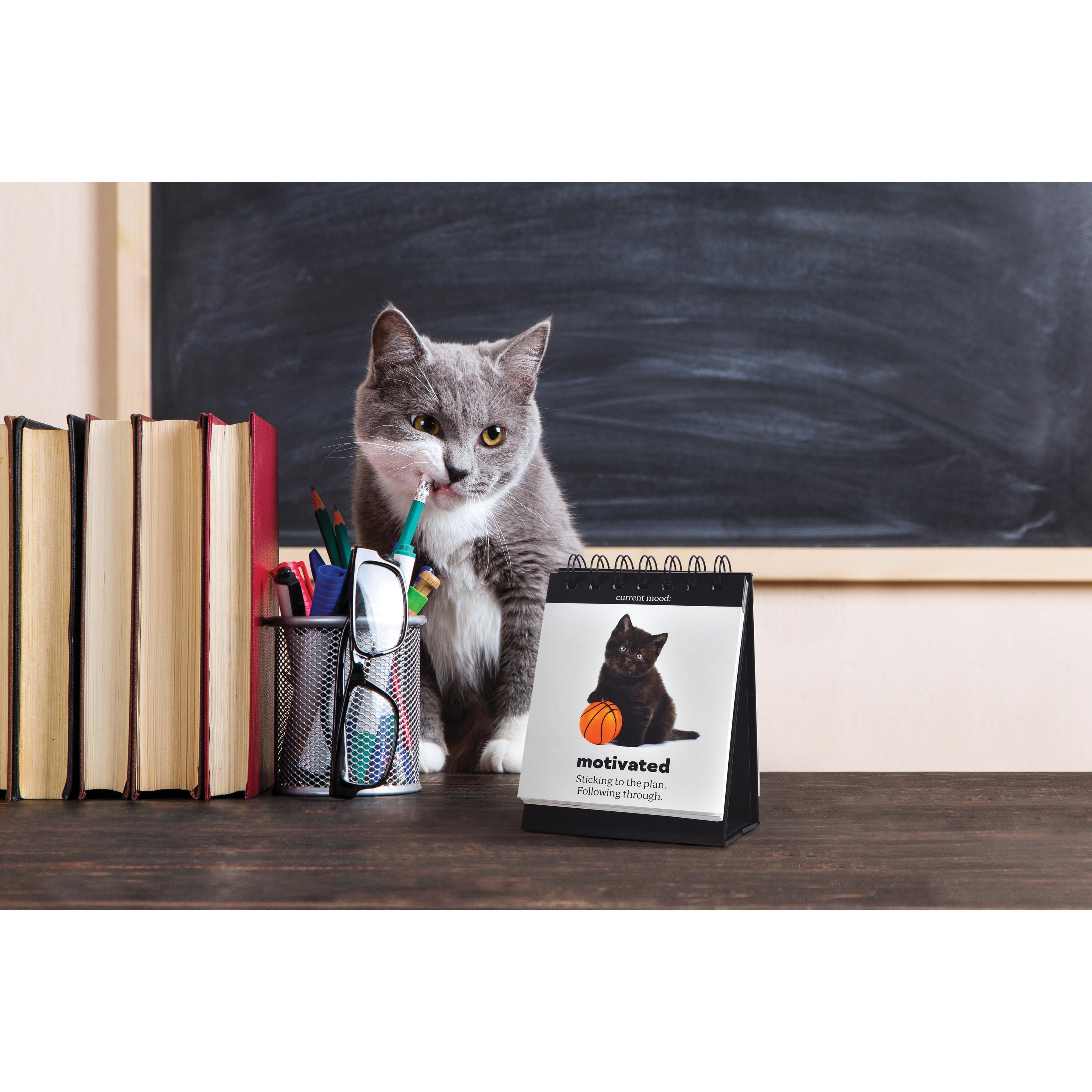 Fred Daily Cattitudes Desktop Flipbook Multi-Coloured