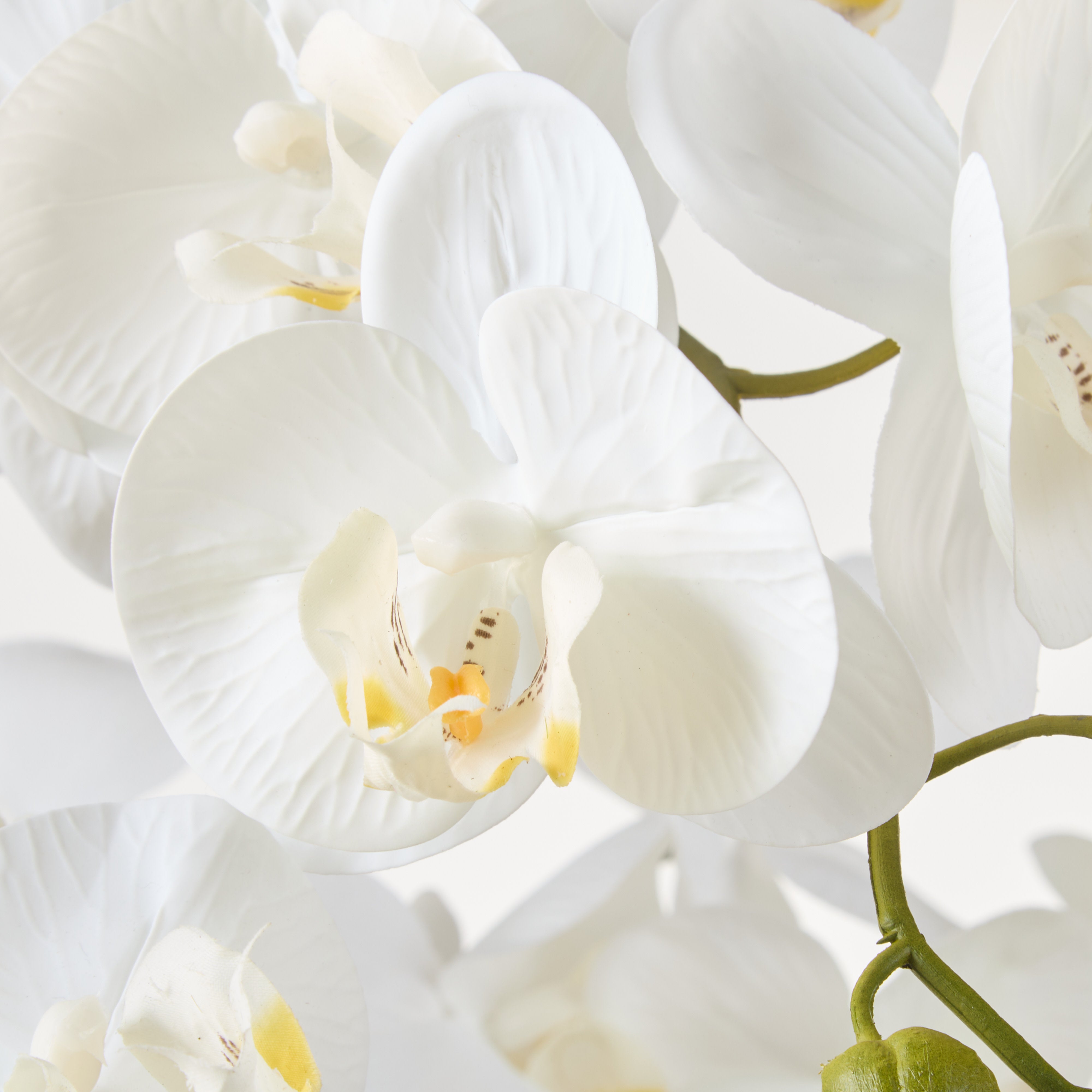 Rogue Phalaenopsis Orchid - White Ribbed Pot 124cm