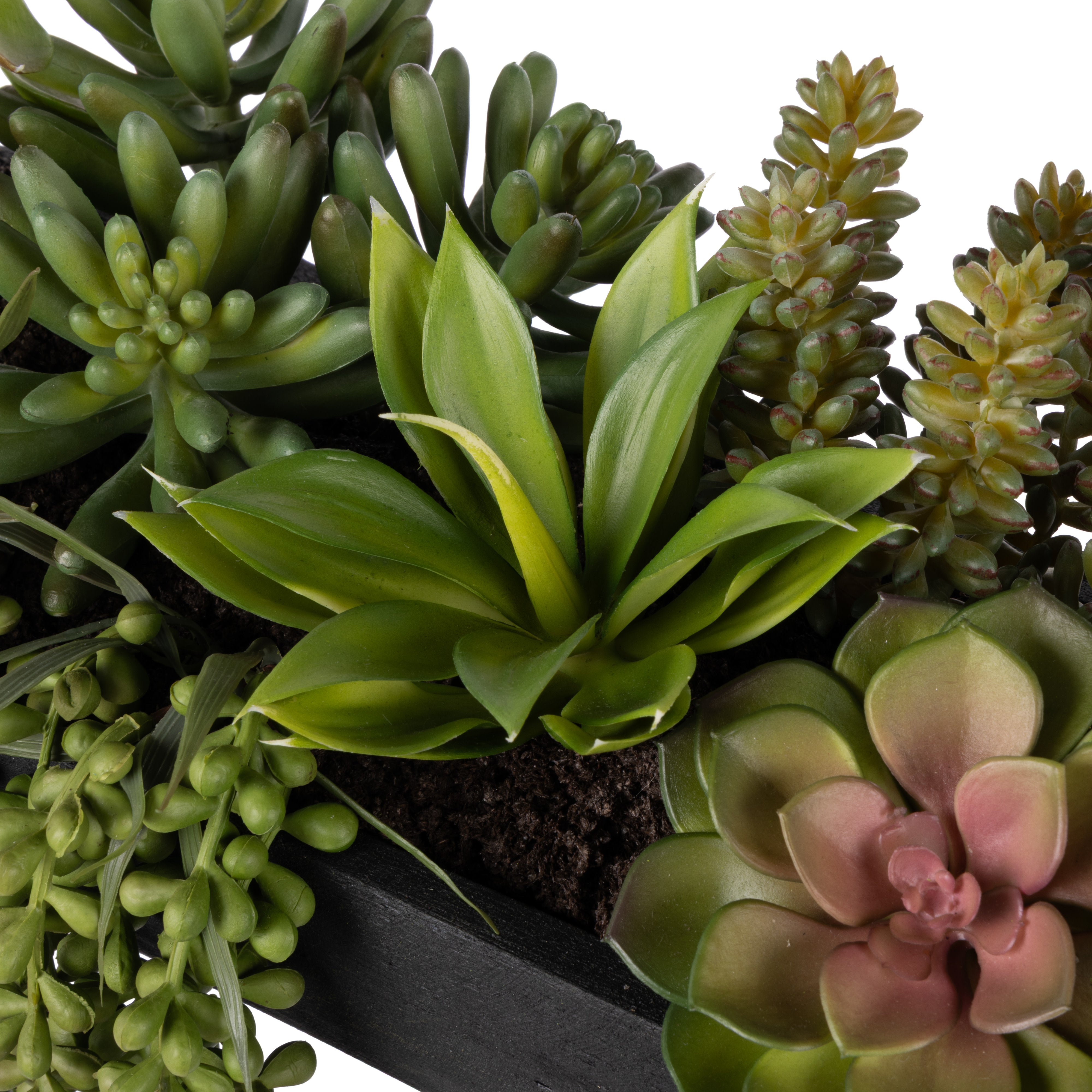 Rogue Succulent Mix - Dansk Tray