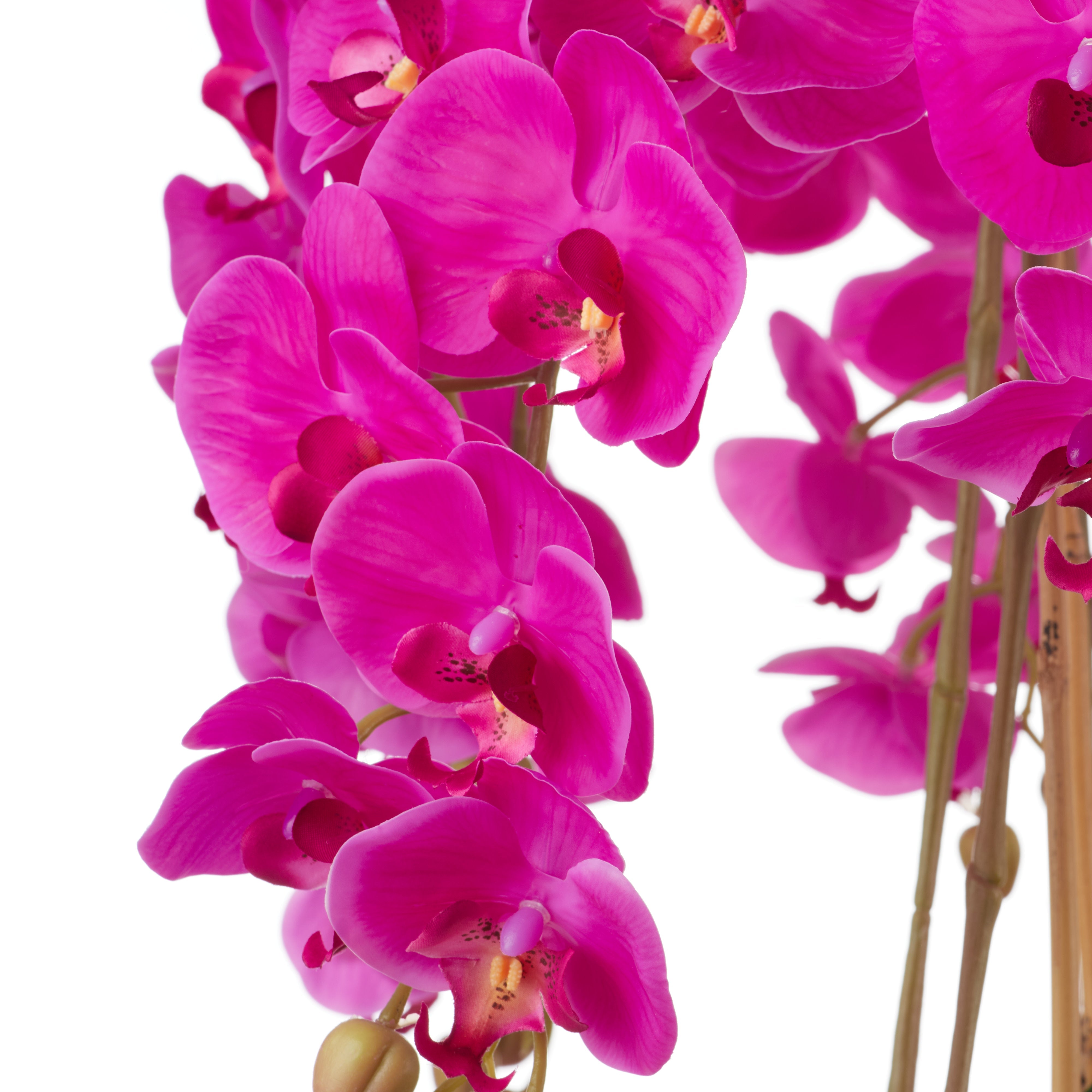 Rogue Phalaenopsis Orchid - Metal Bowl Pink