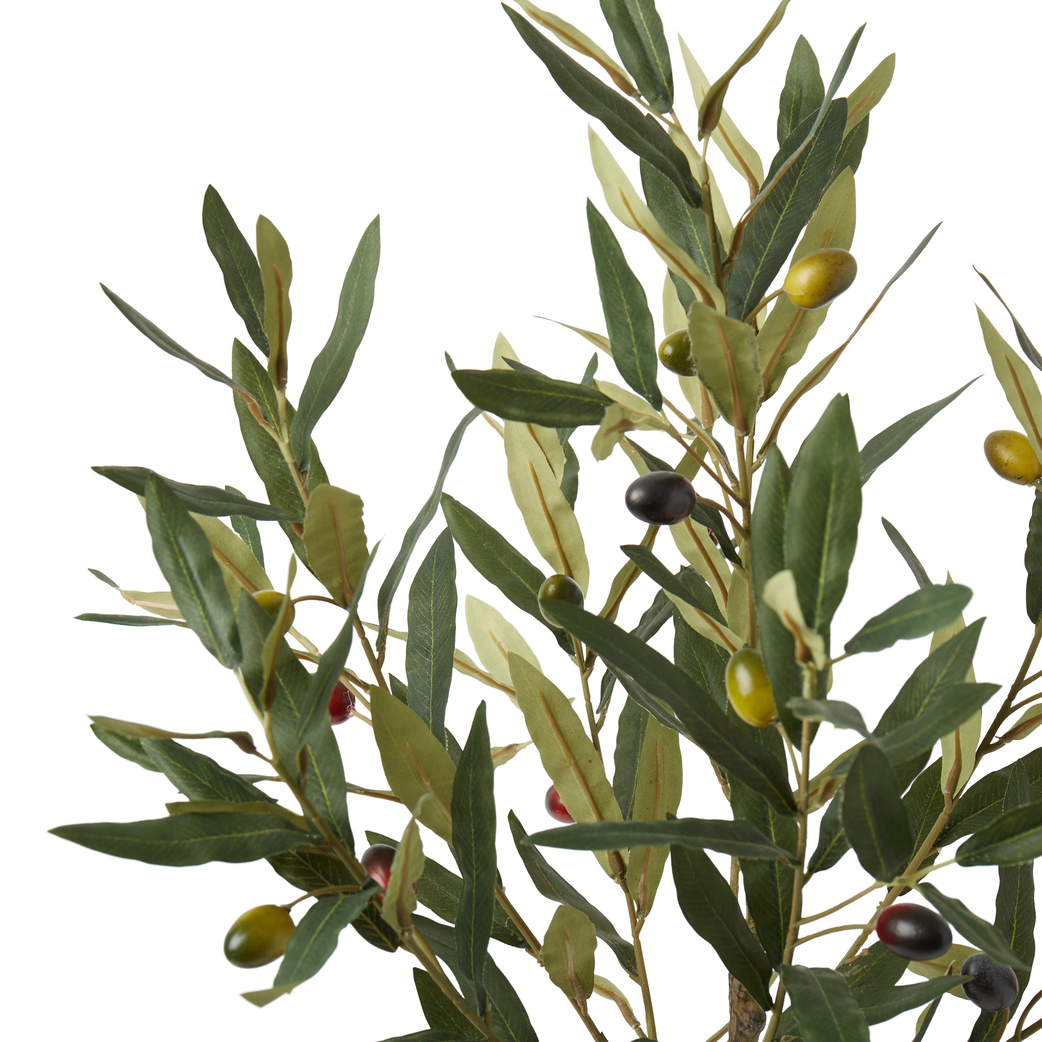 Rogue Olive Tree 60cm
