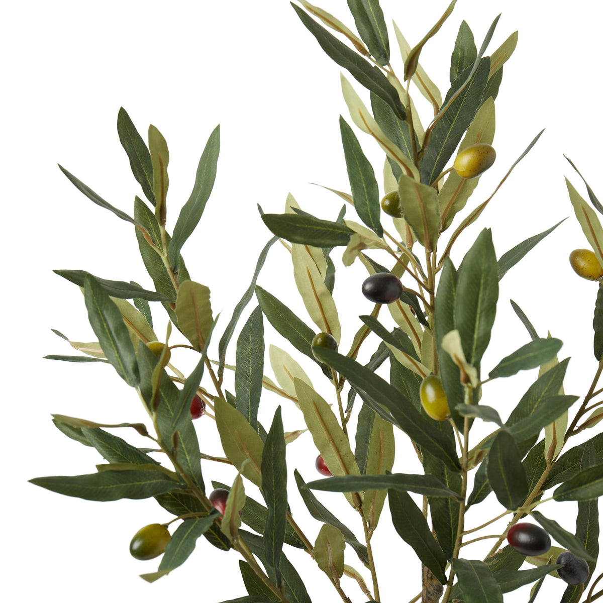 Rogue Olive Tree 60cm