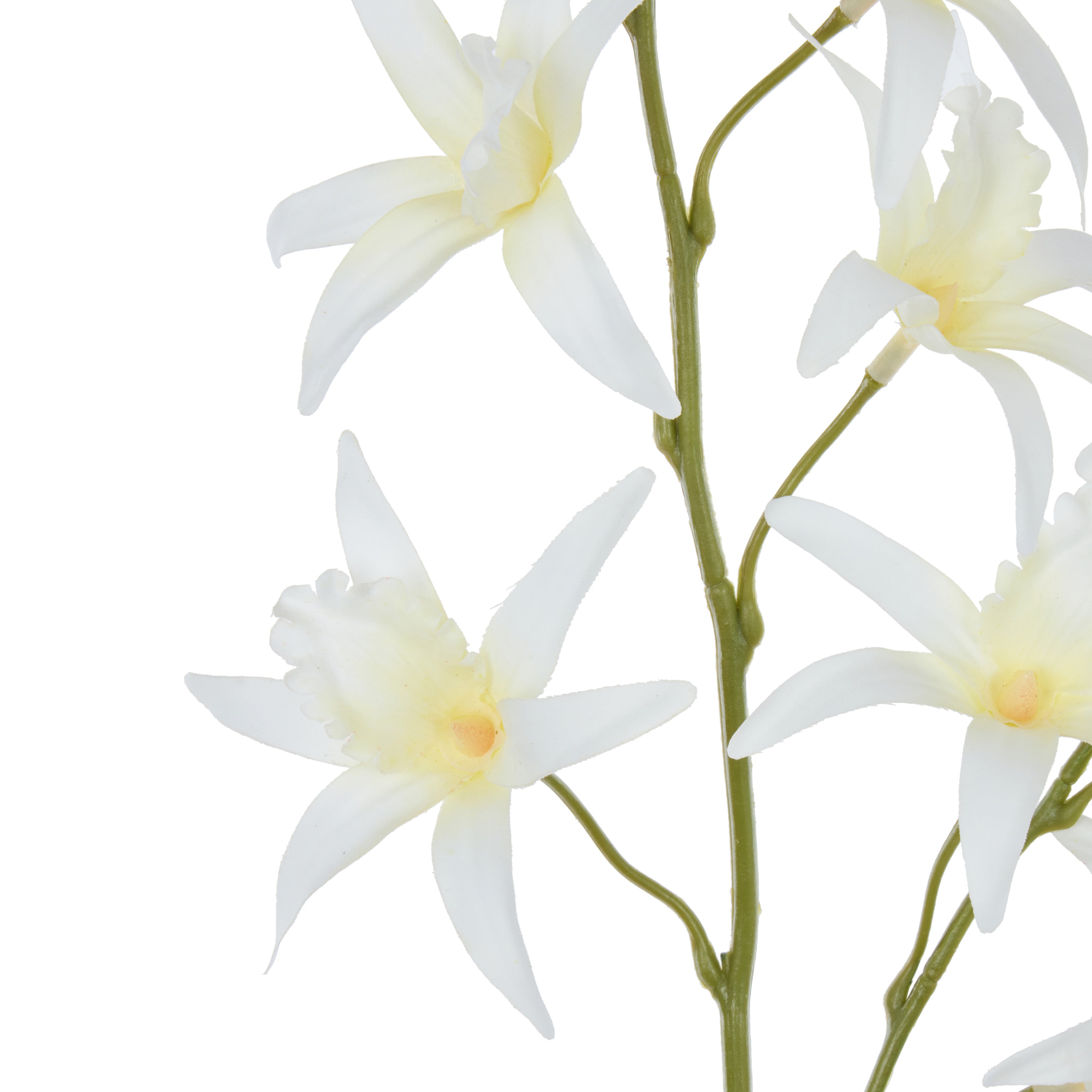 Rogue Dendrobium Spray White