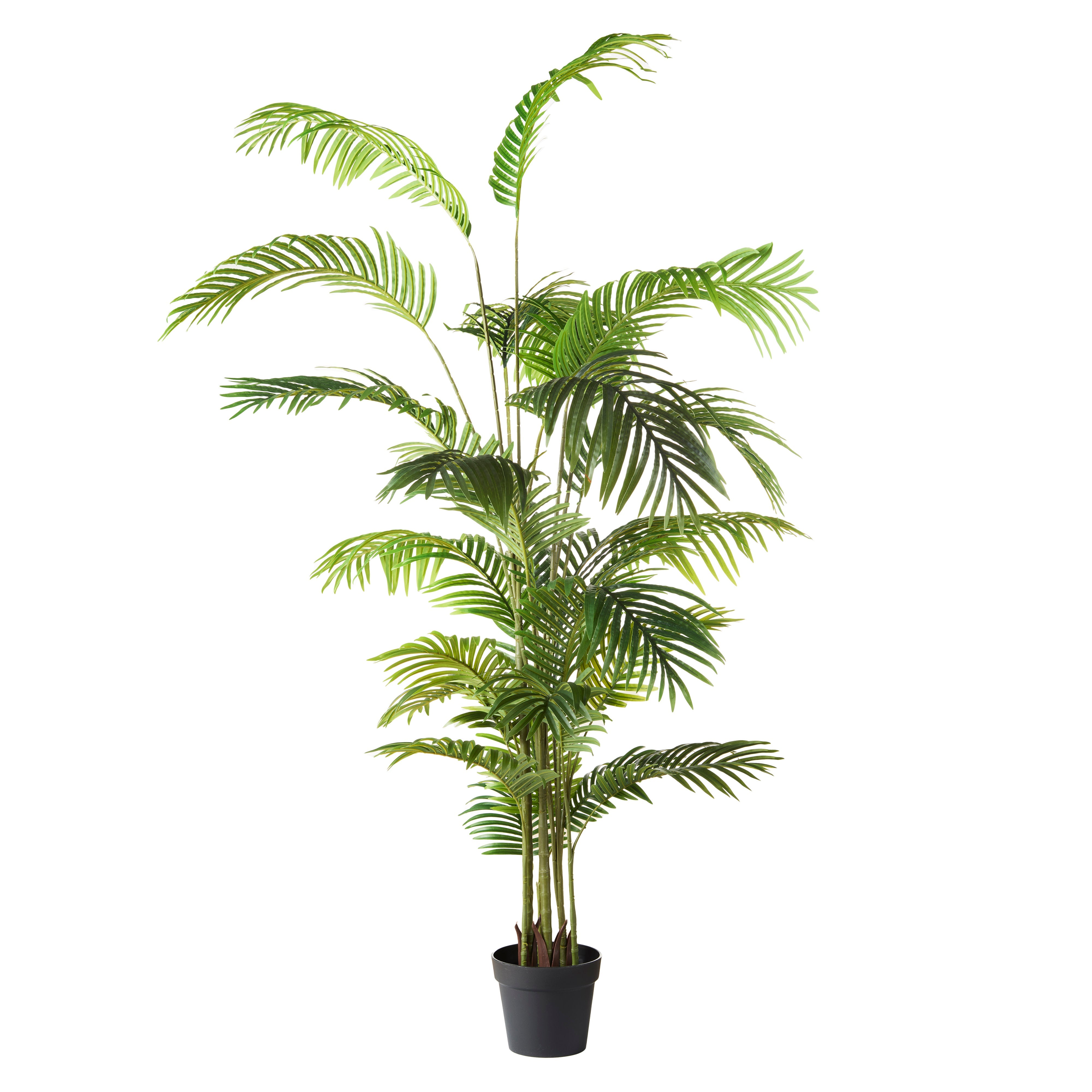 Rogue Areca Palm Tree - Garden Pot 190cm