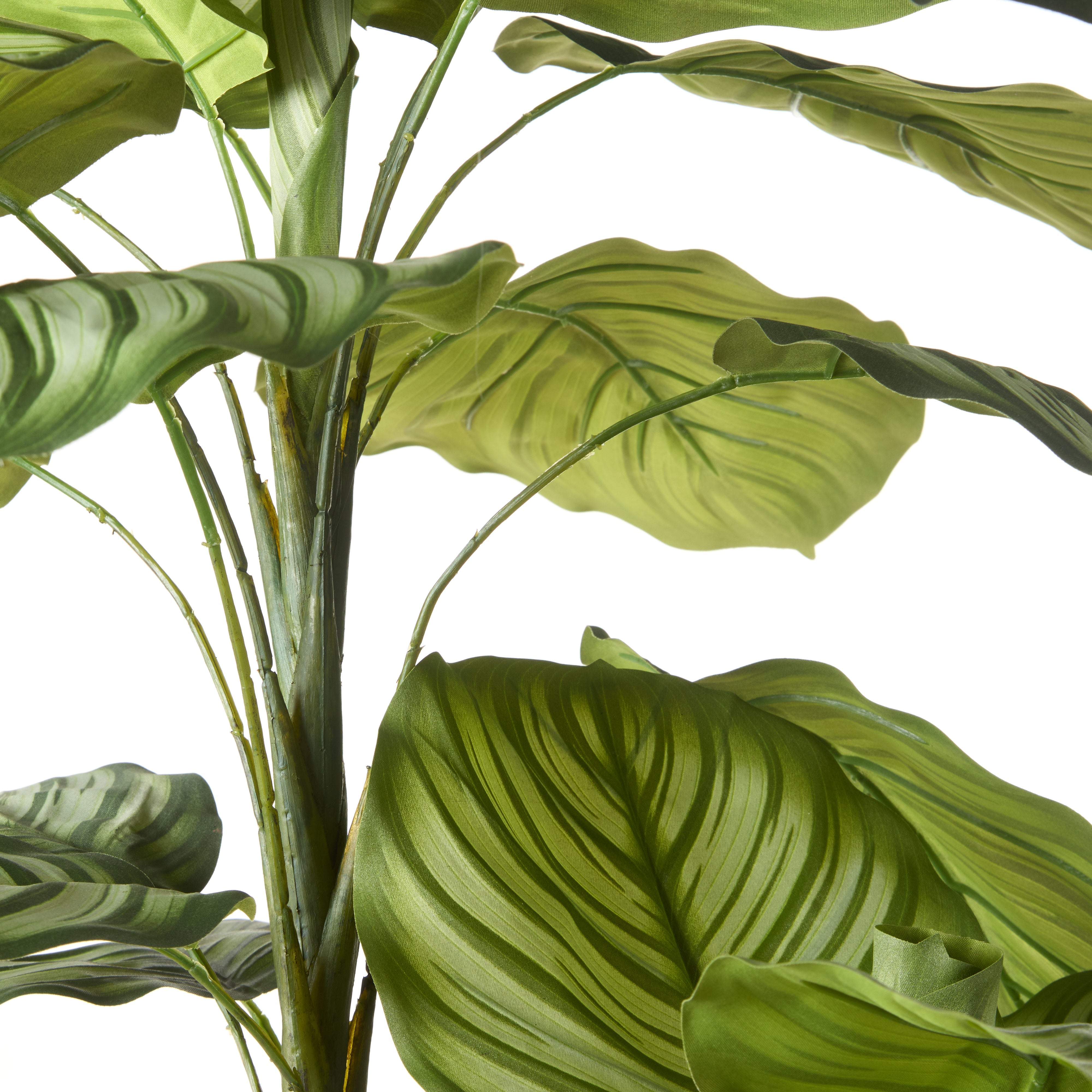 Rogue Calathea Plant - Garden Pot 152cm
