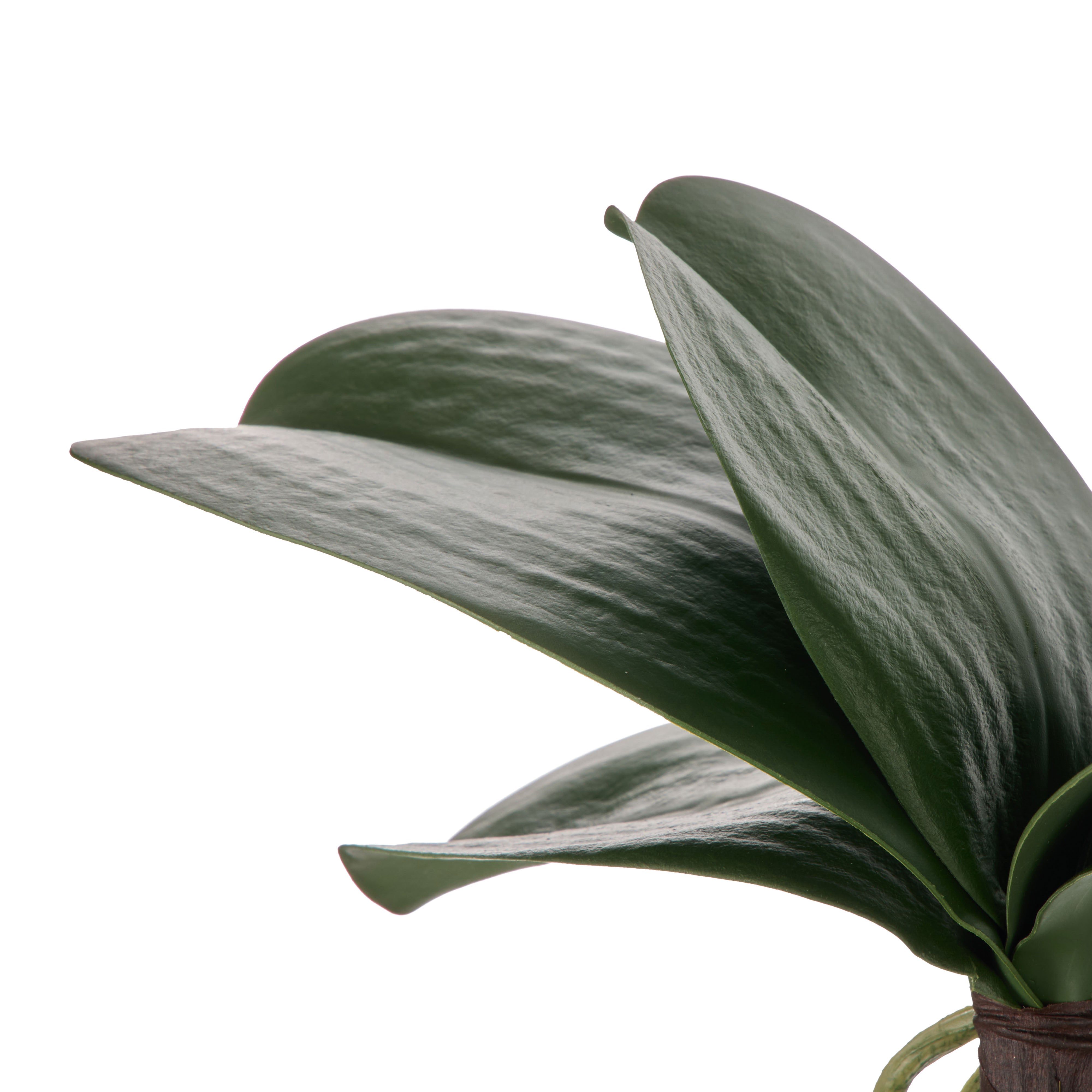Rogue Orchid Rooted Foliage 20cm