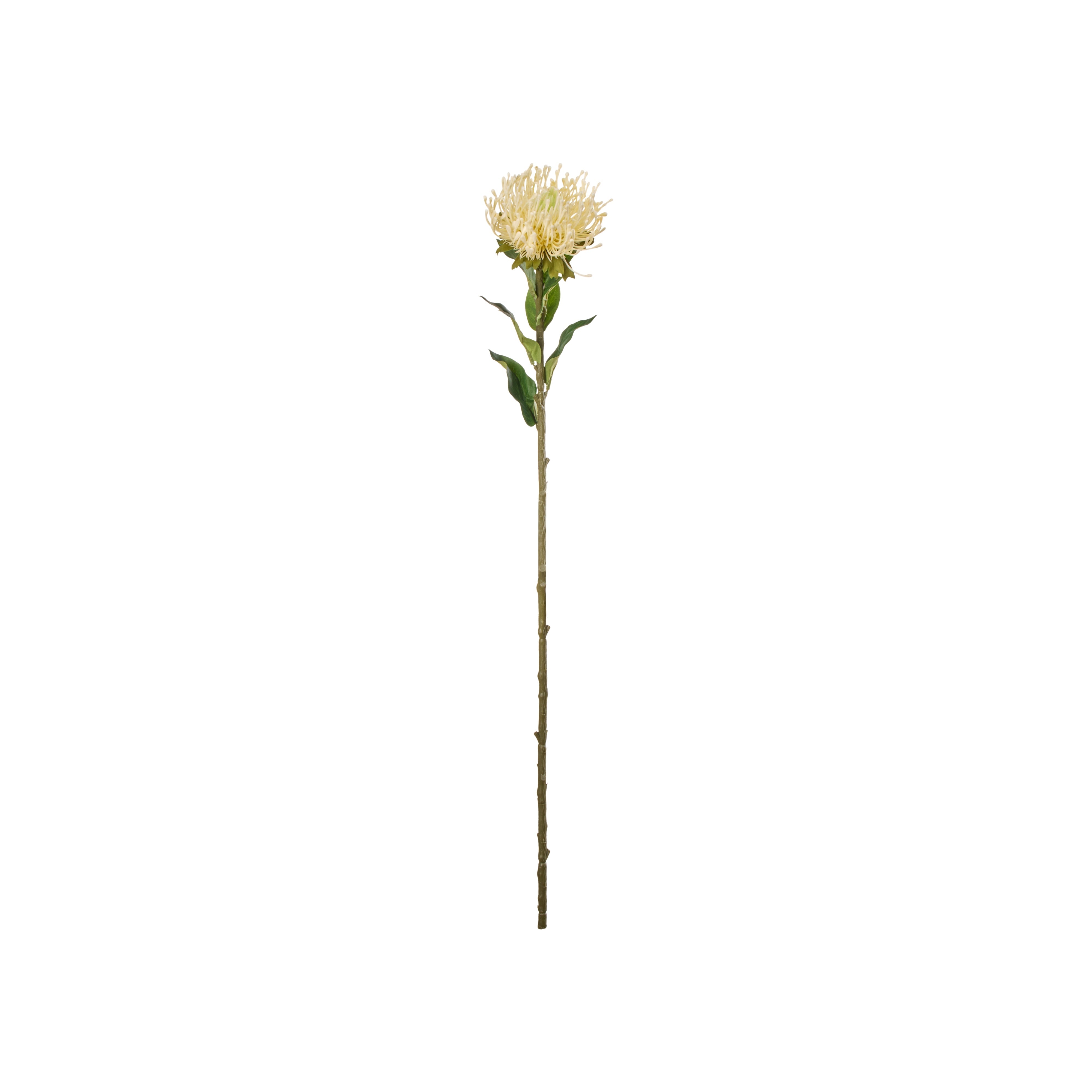 Rogue Pincushion Stem Cream 73cm