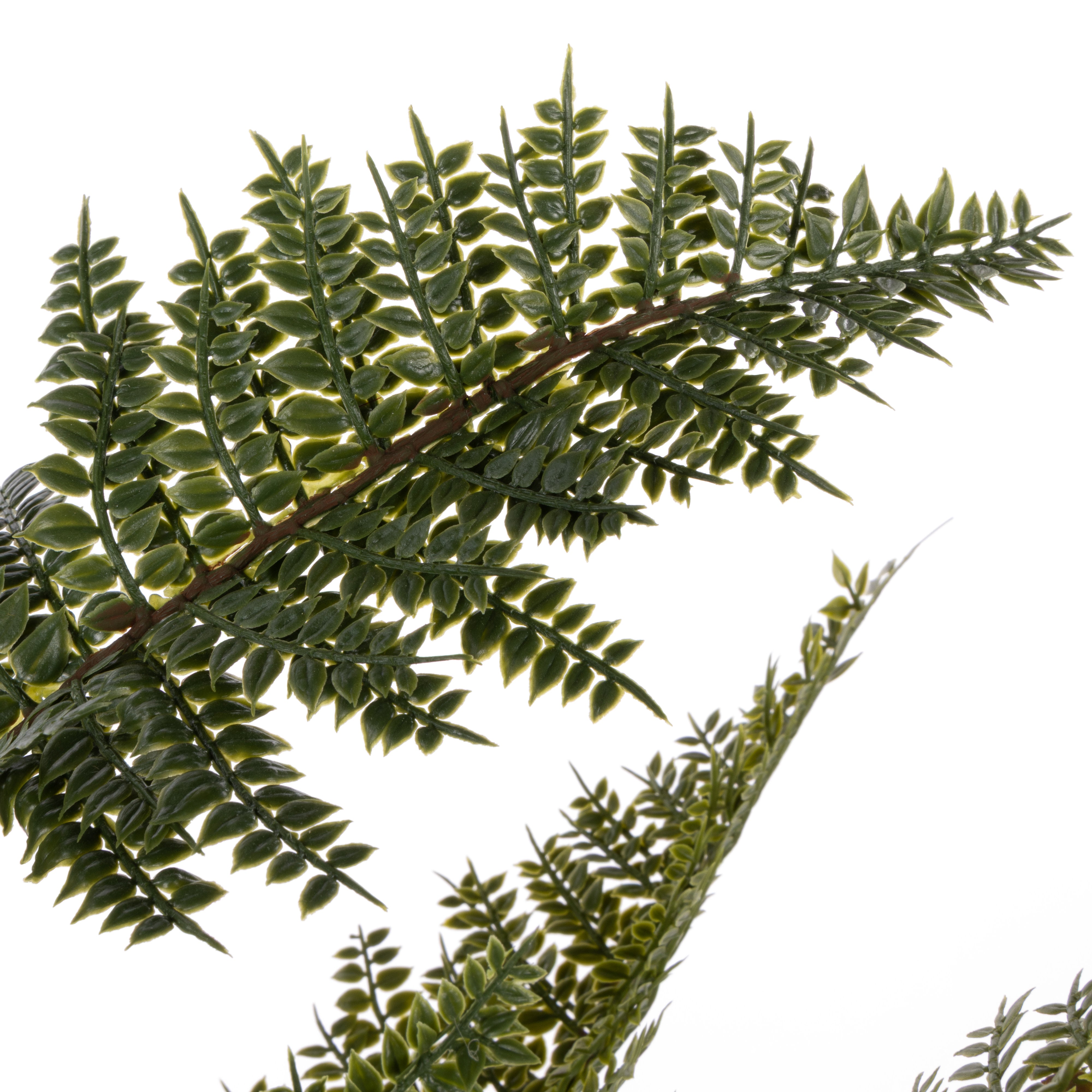 Rogue Mountain Wood Fern Pot 84cm