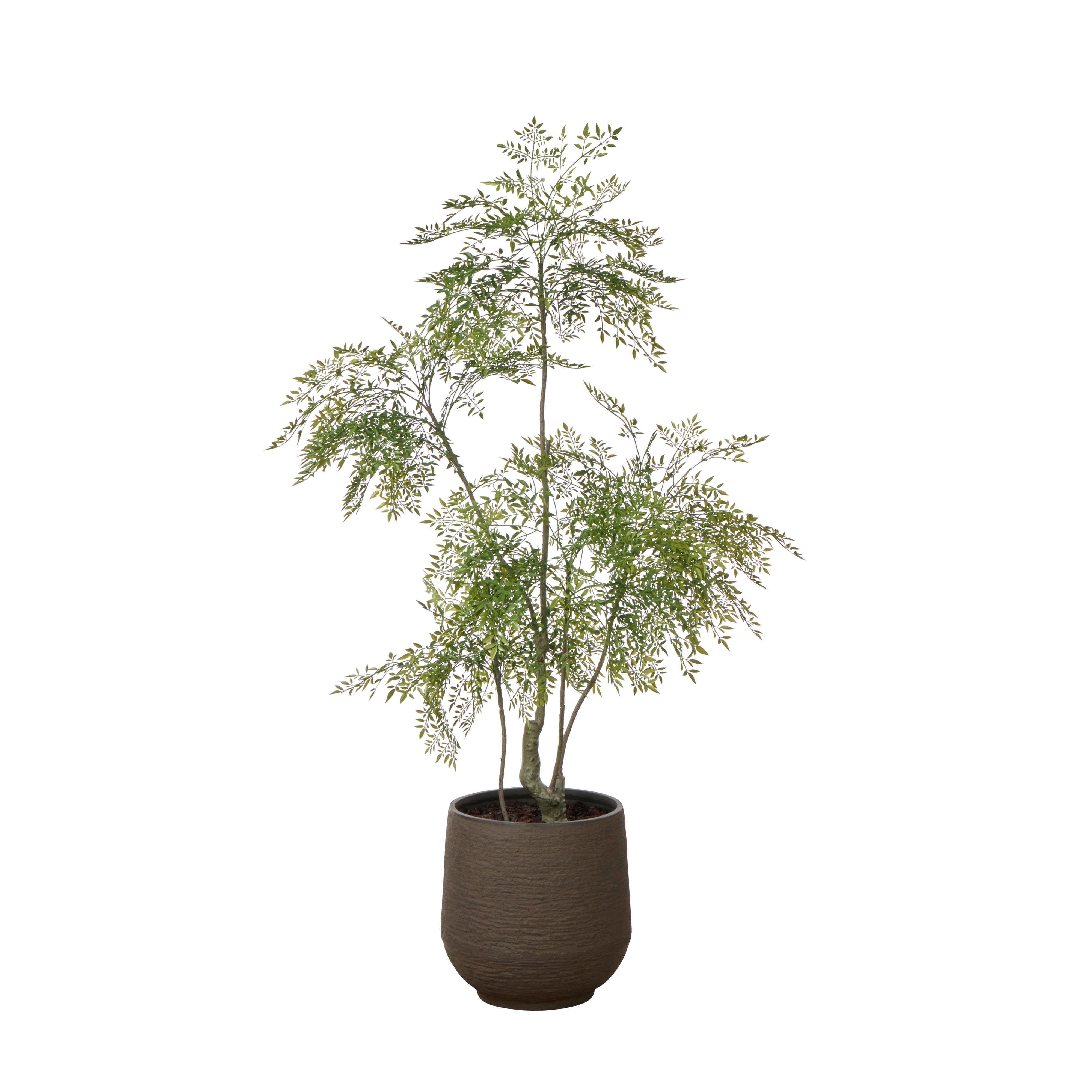 Rogue & Grand Designs Ficus Tree - Trillium Planter Green & Sandalwood
