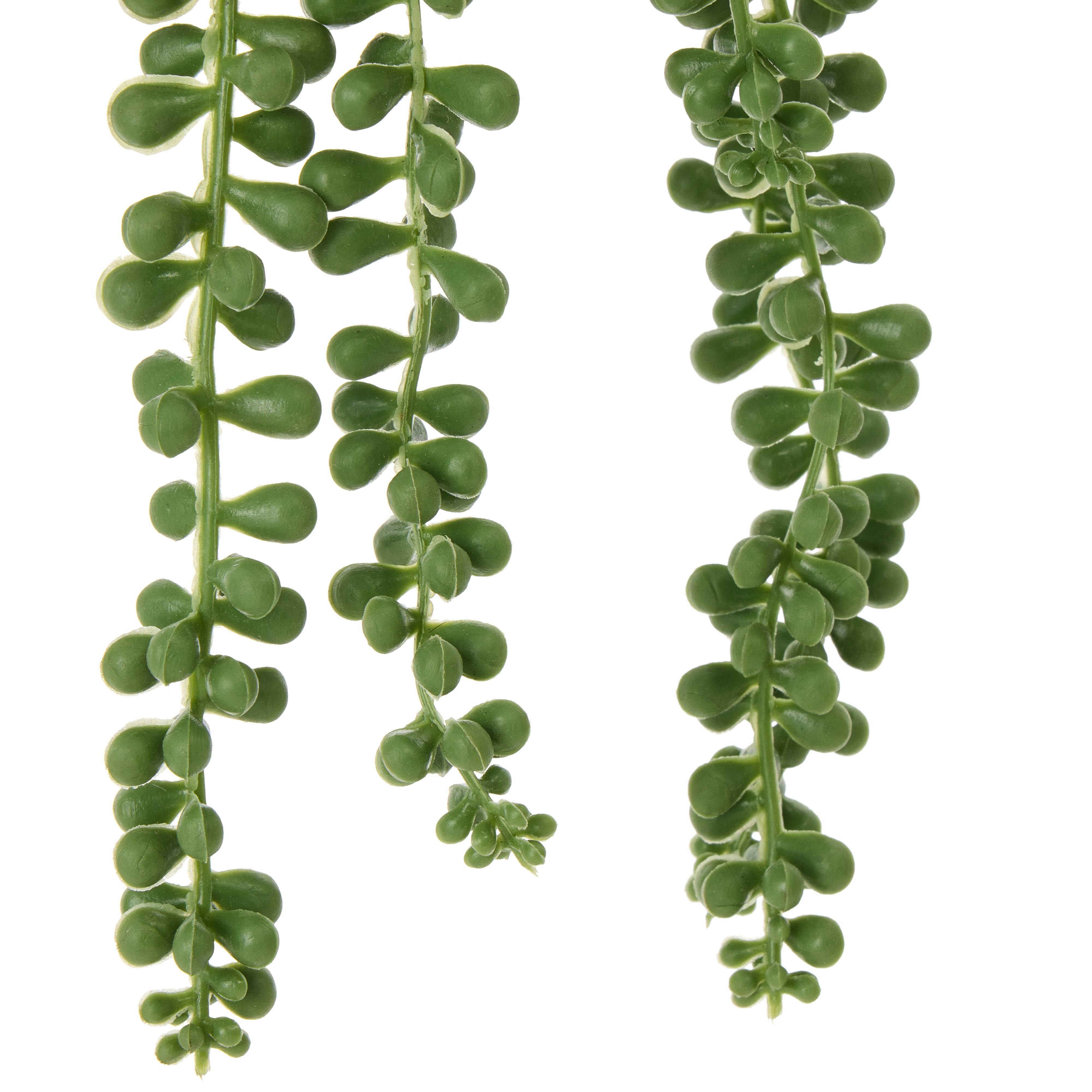 Rogue String of Pearls - Garden Pot