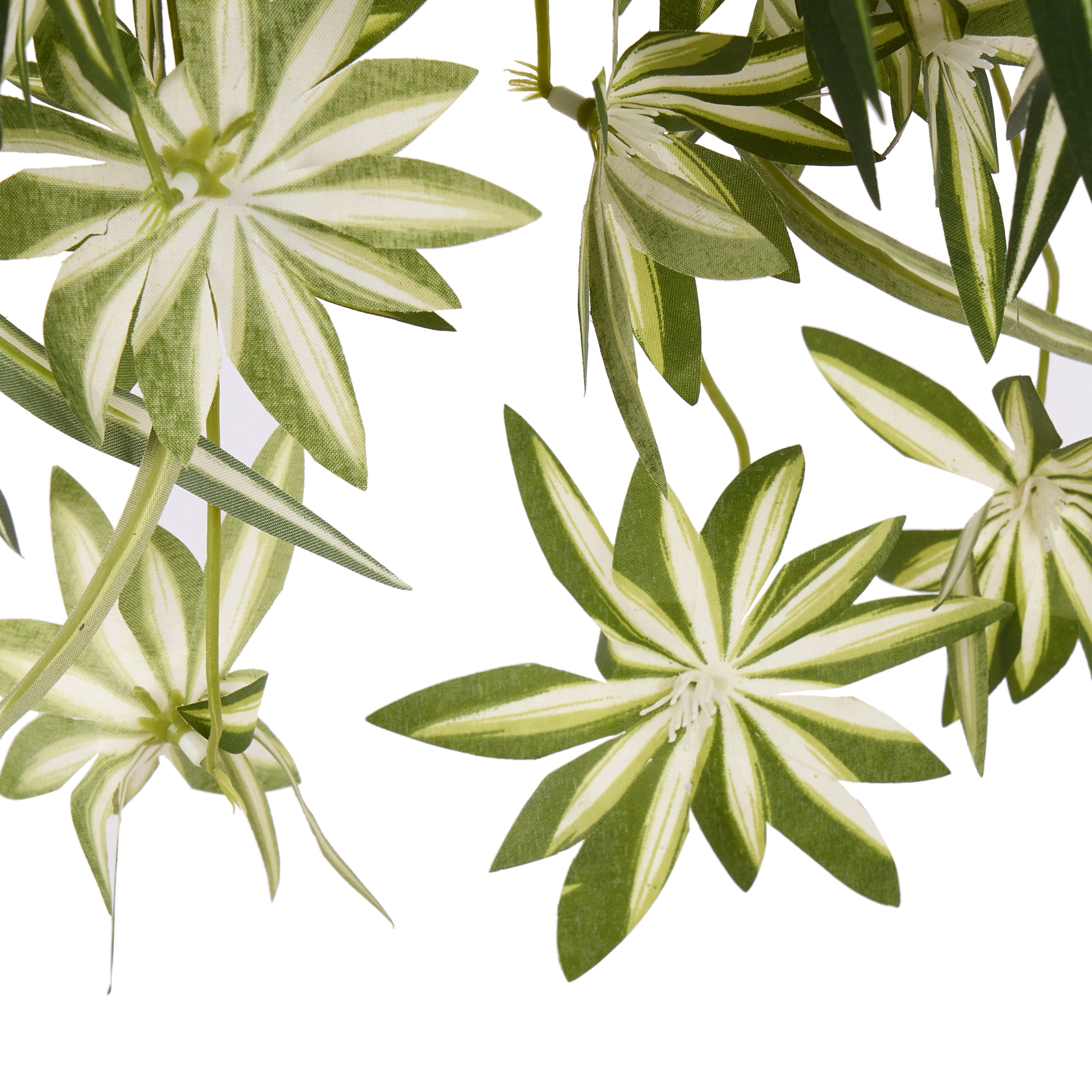 Rogue Spider Plant - Garden Pot 70 x 60cm