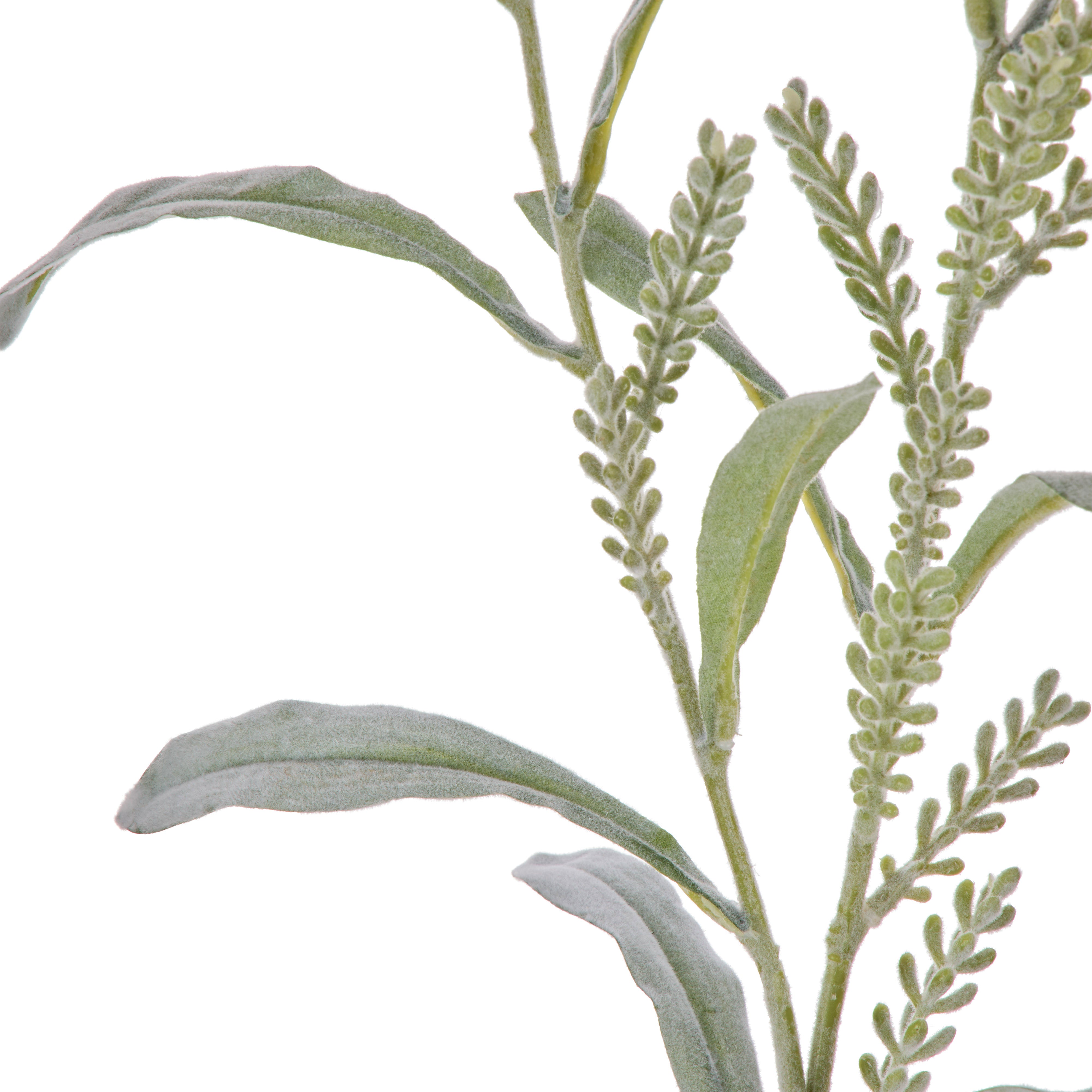 Rogue Acacia Seeding Spray