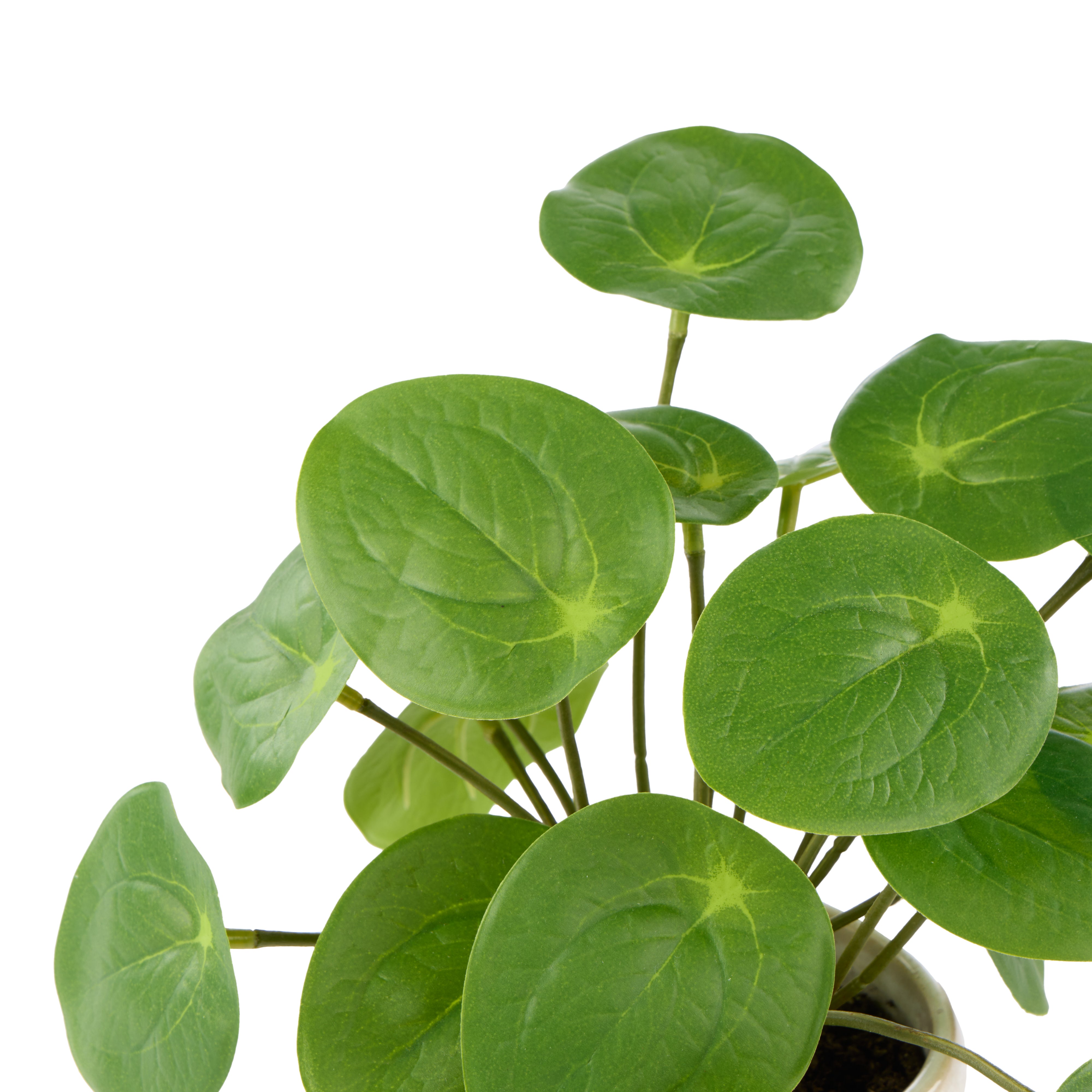 Rogue Pilea Plant - Gianna Pot