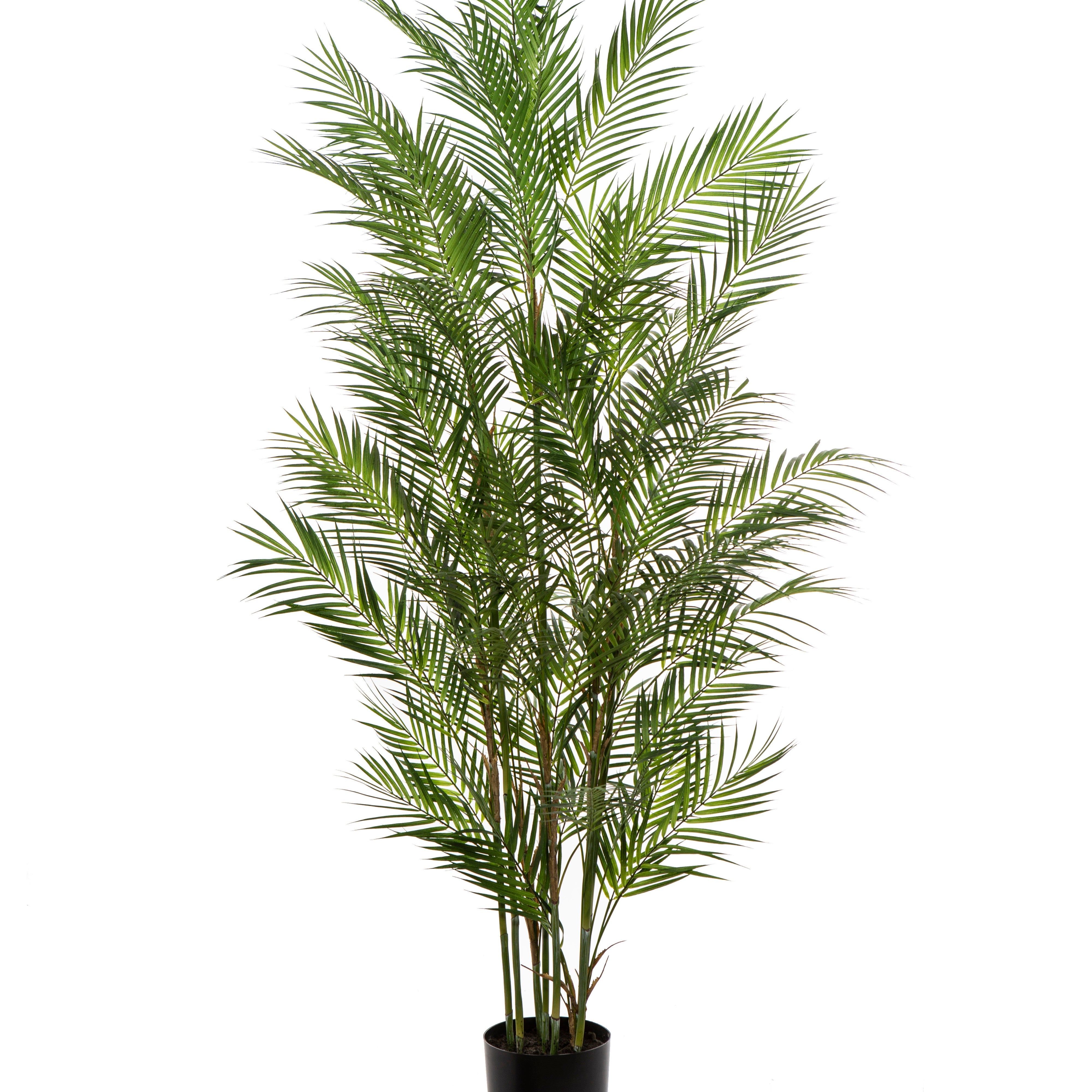 Rogue Phoenix Palm - Garden Pot 183cm