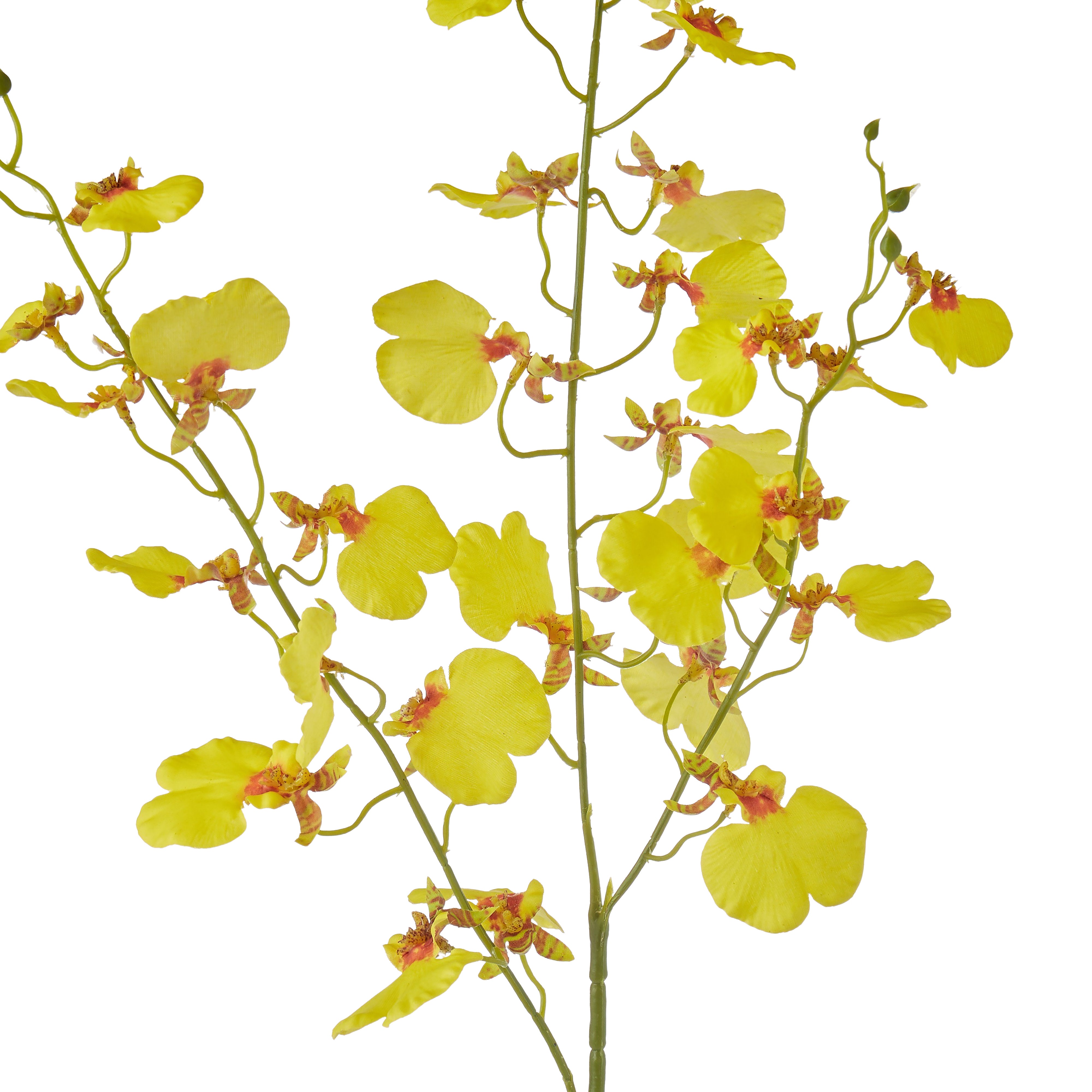 Rogue Dancing Orchid Stem Yellow