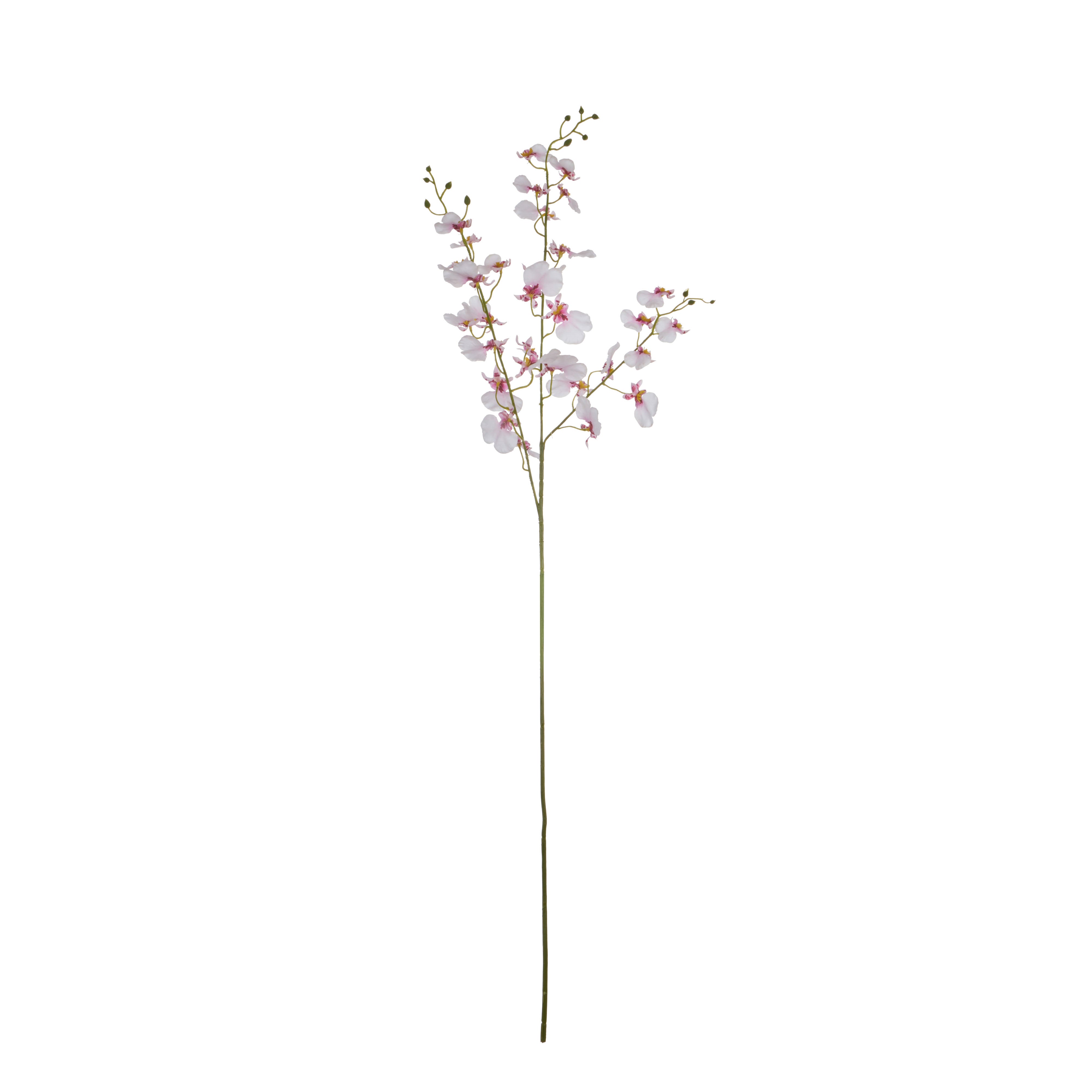 Rogue Dancing Orchid